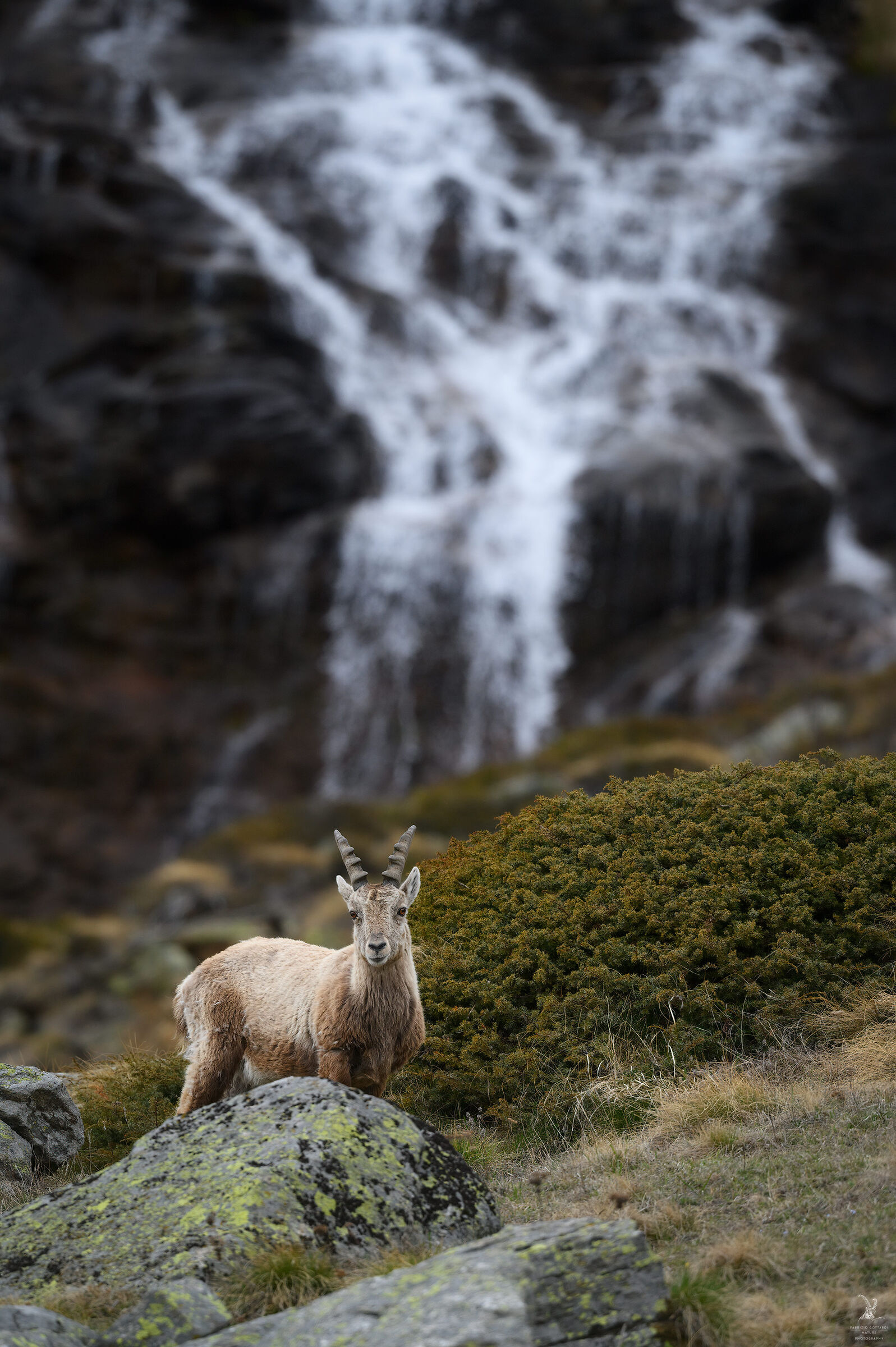 Young in the environment