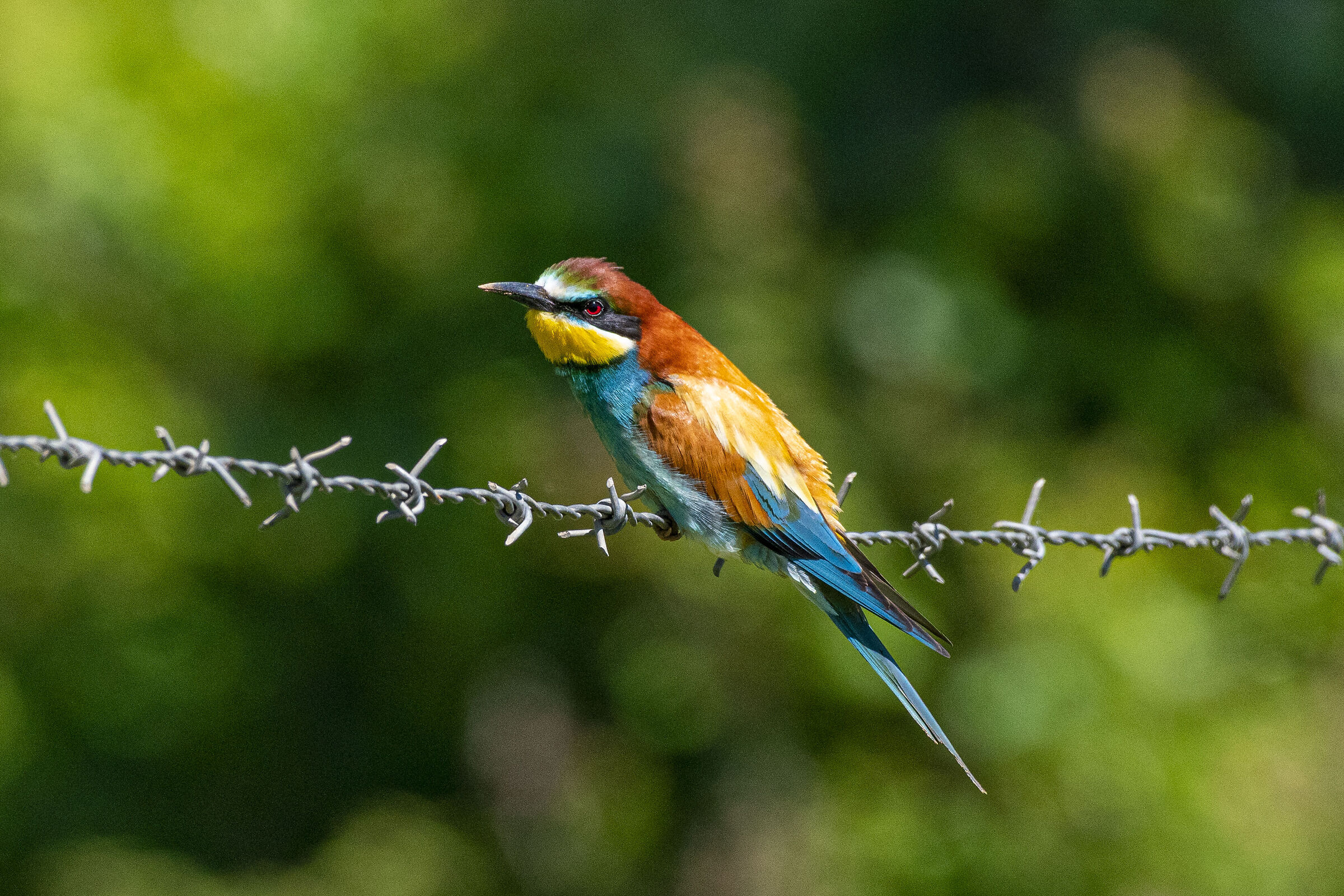 Gruccione (Merops apiaster)