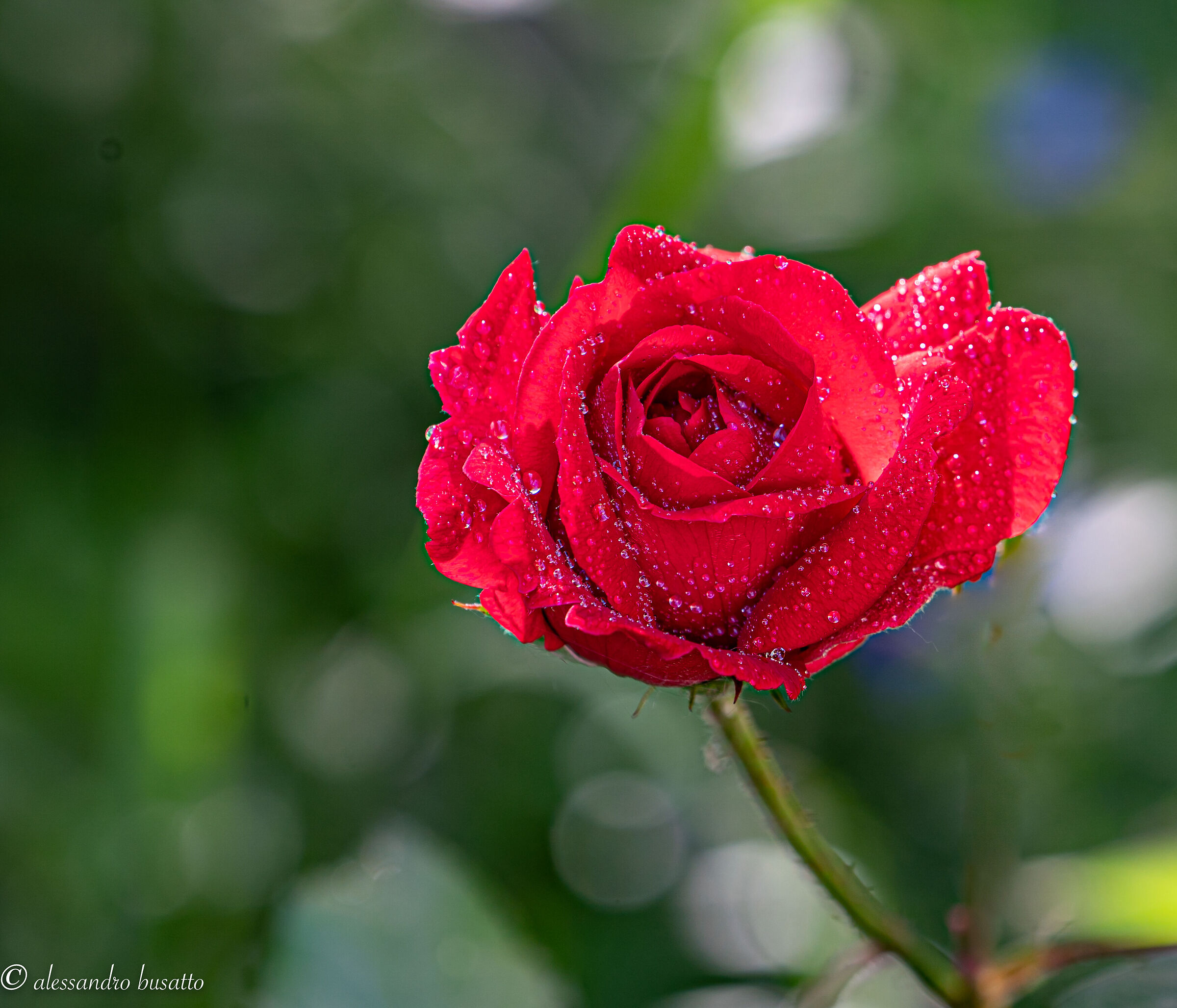 After the rain