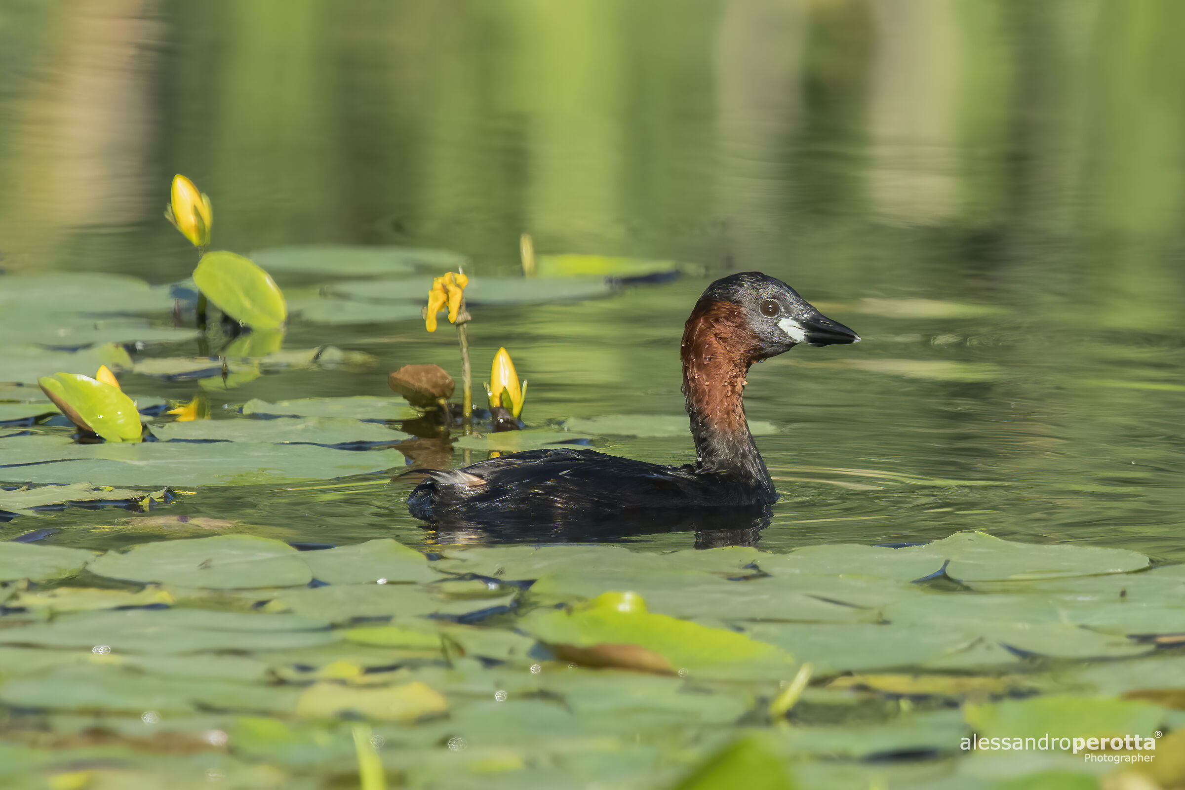 Tachybaptus ruficollis