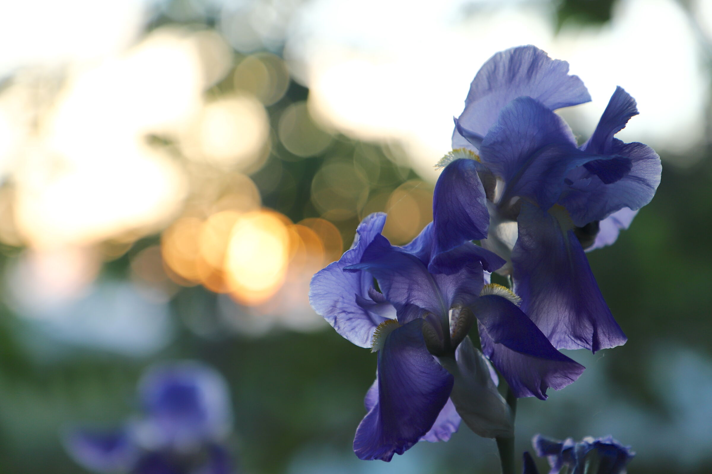 Iris Pallida Dalmatica