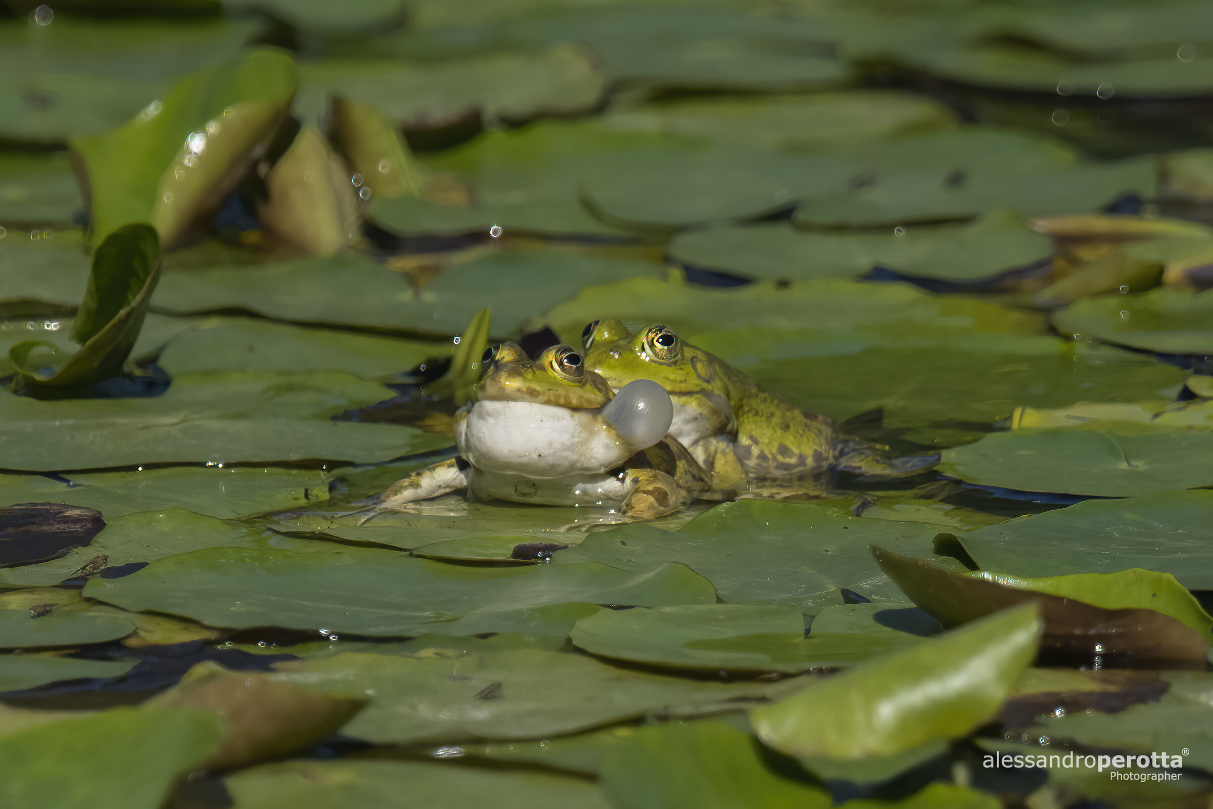 Pelophylax esculentus