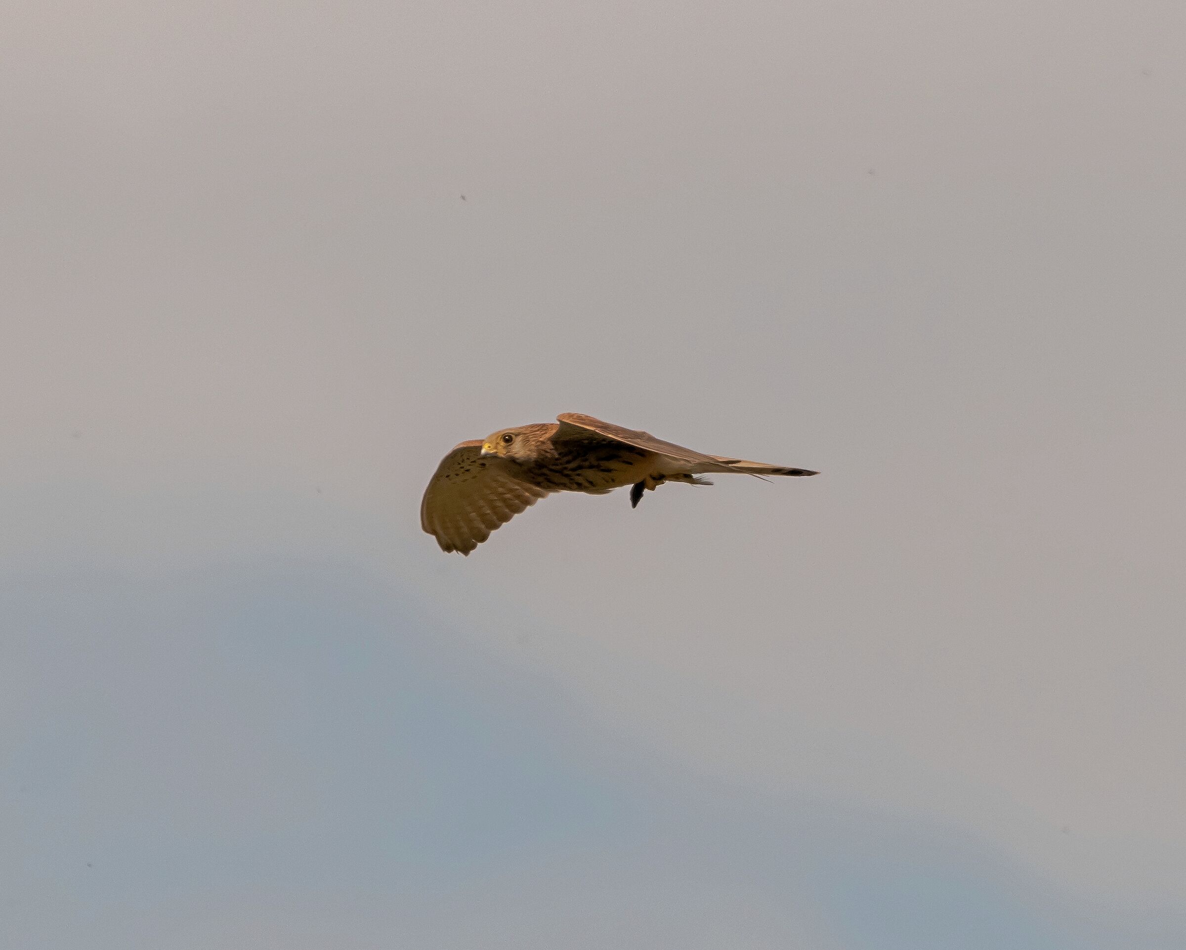 Male cheetah in flight with prey 6/05/2021