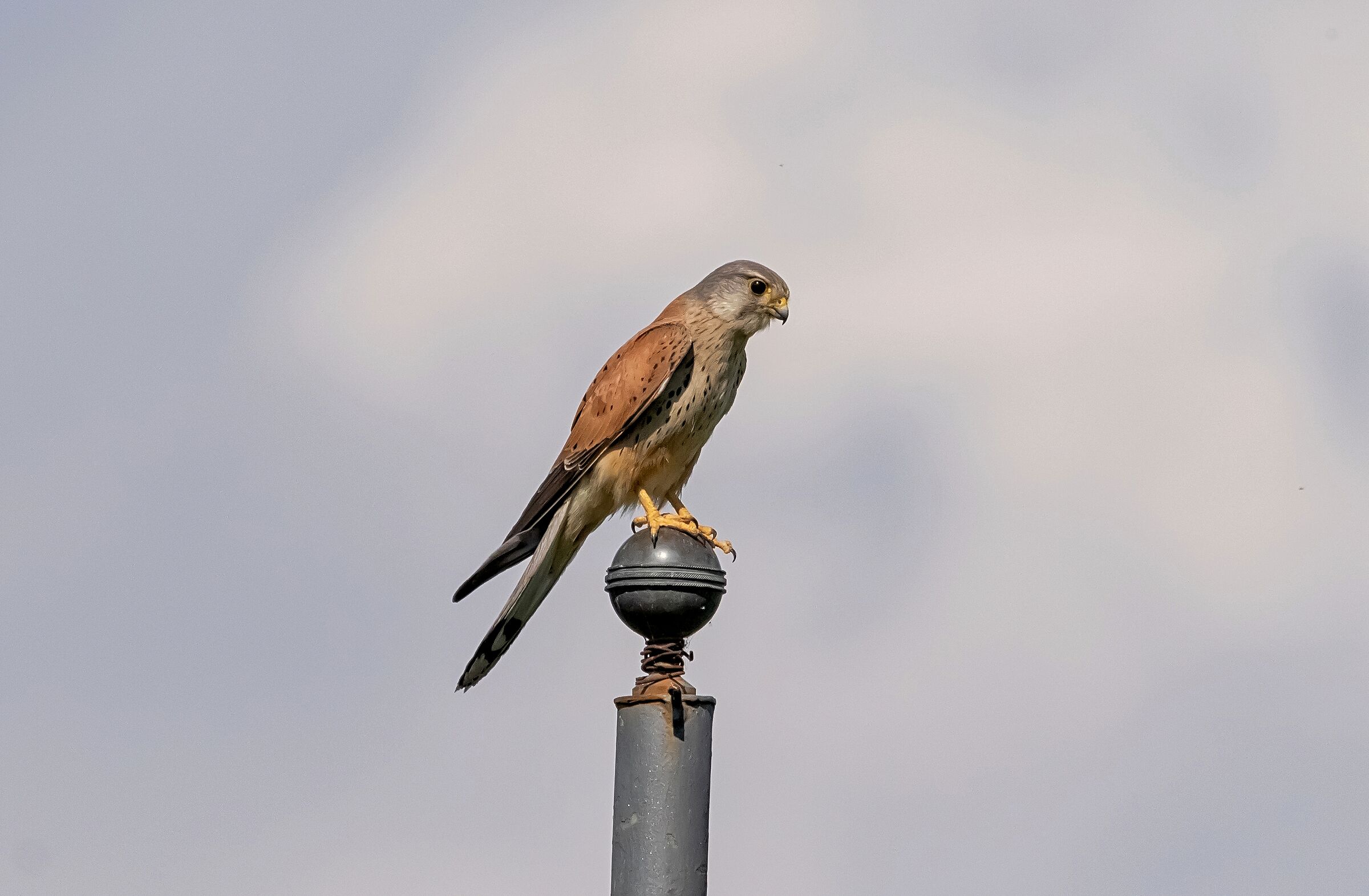 Gheppio Maschio in sosta 6/06/2021