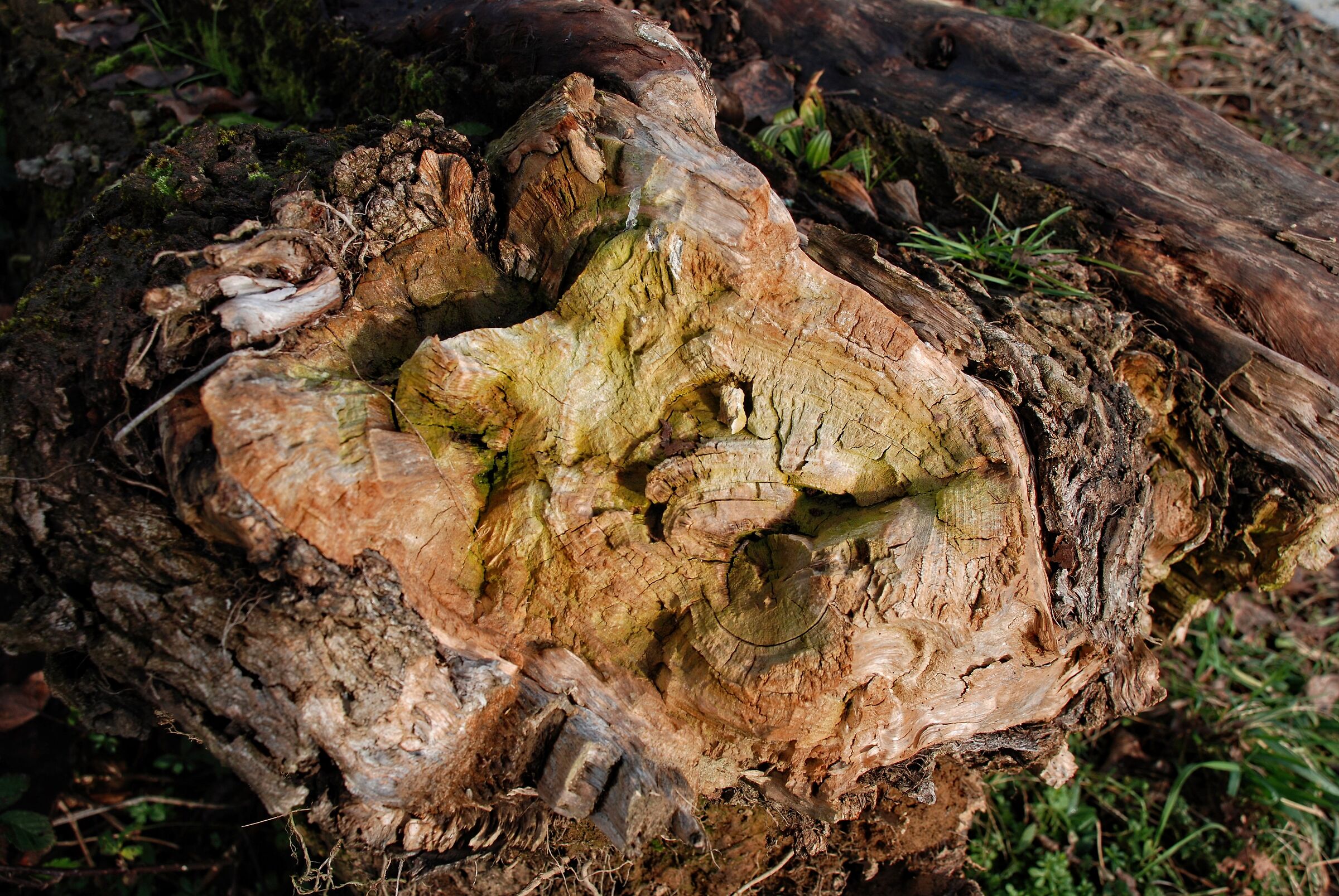 The memory of trees/1