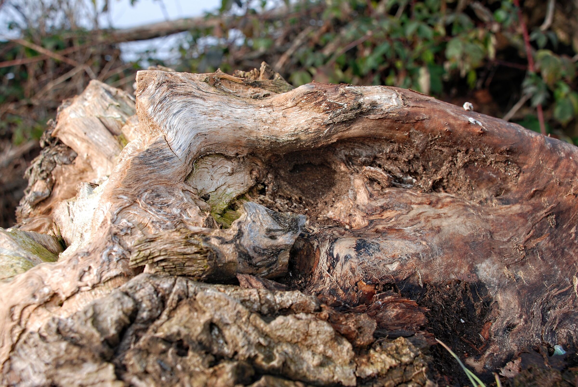 The memory of trees/2