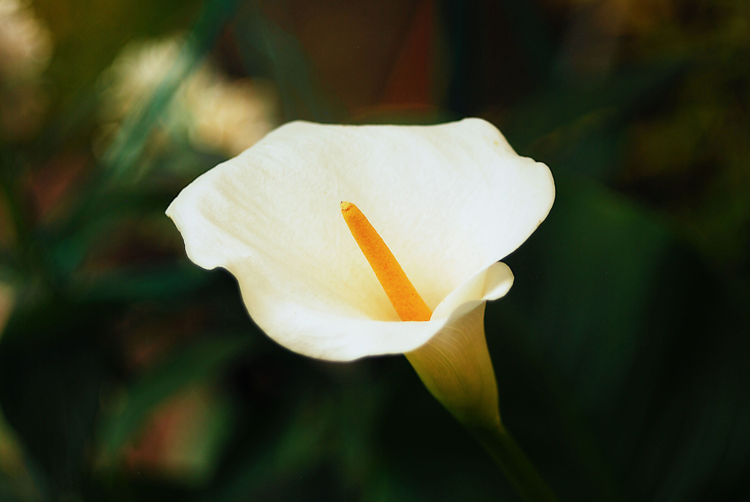Flowers in Dad's Garden/1