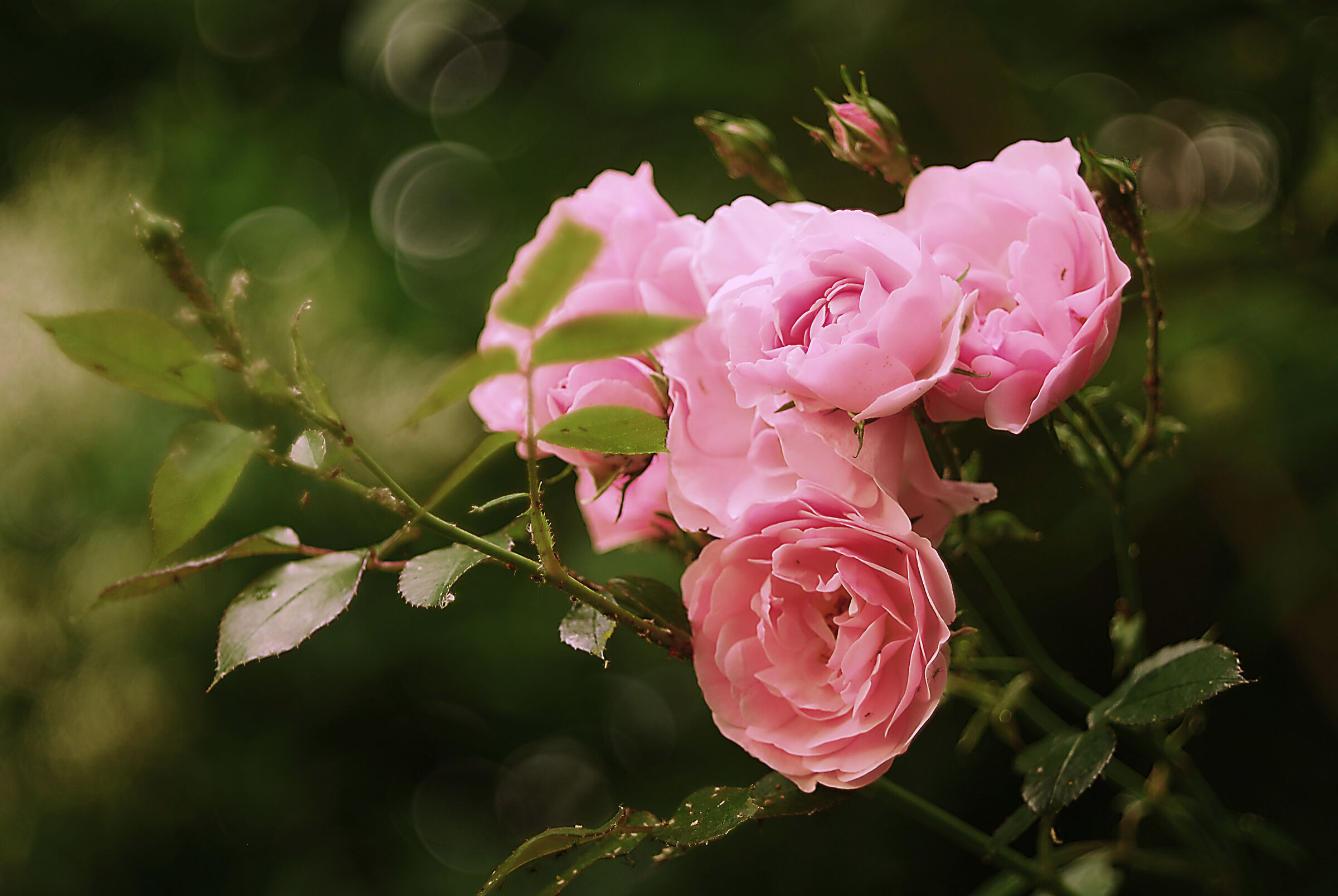 Flowers in Dad's Garden/2