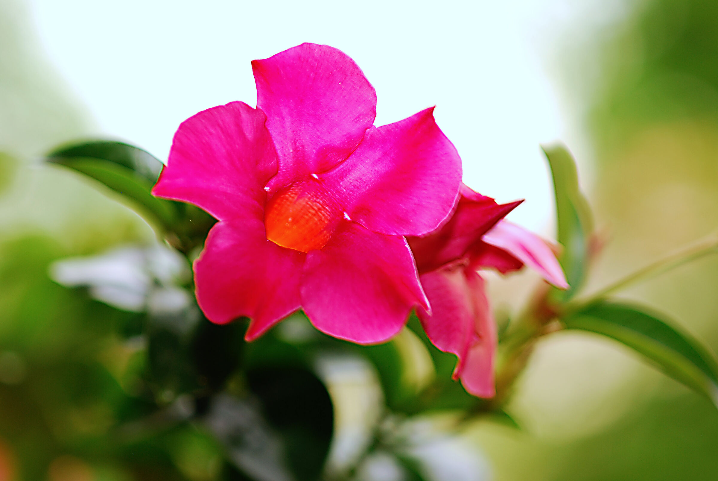 Flowers in Dad's Garden/4