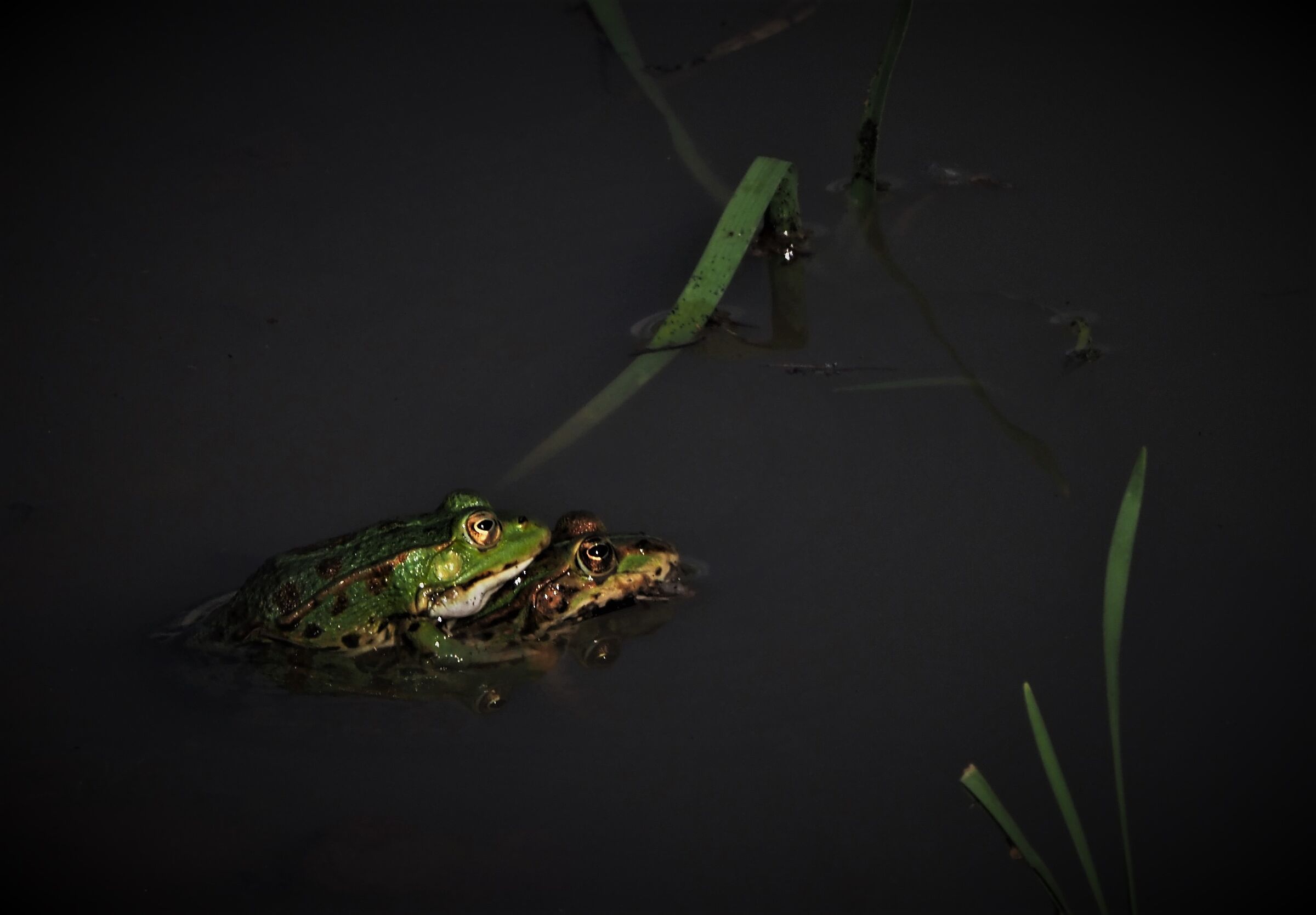 green frogs