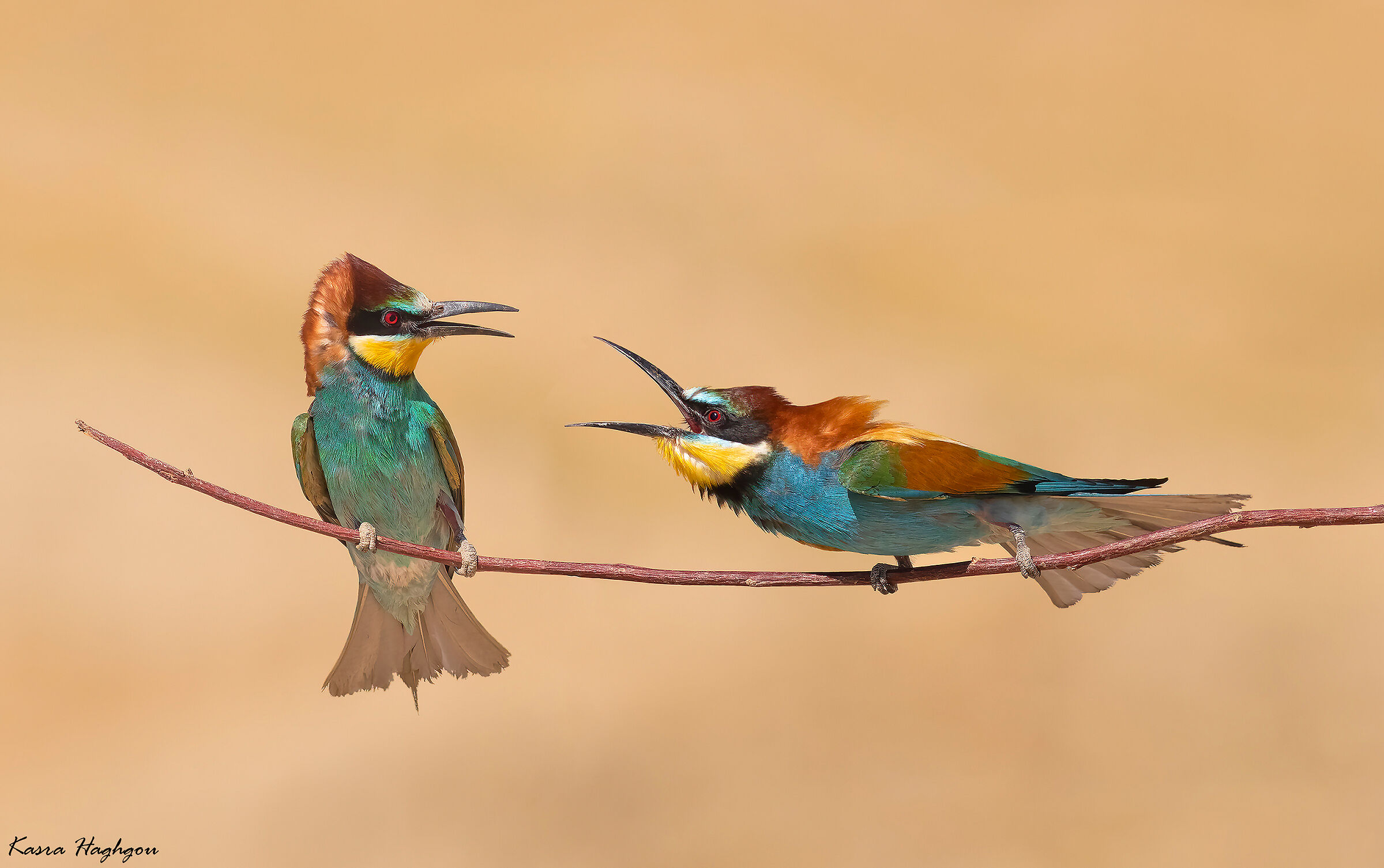 Bee-eater