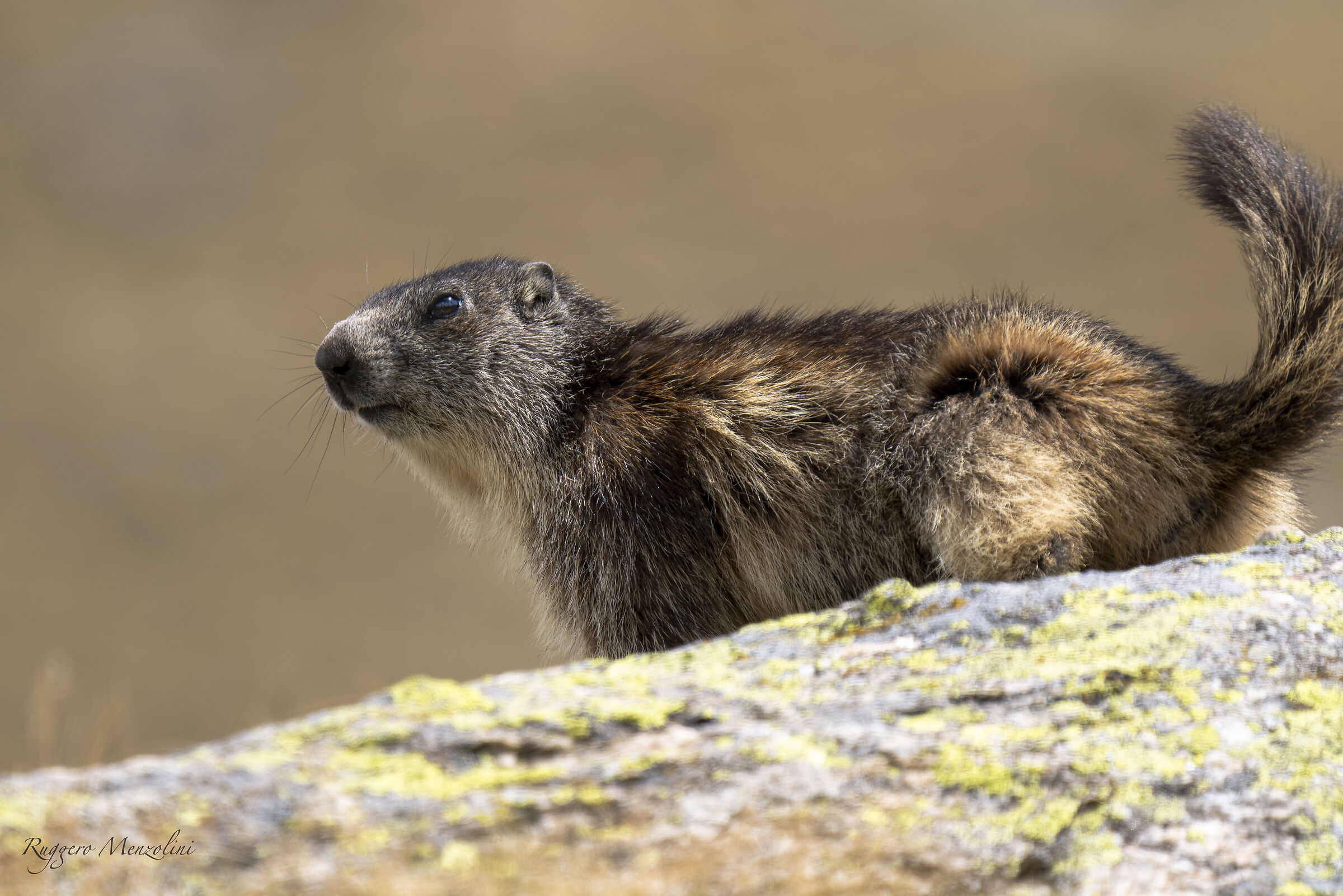 Marmotta