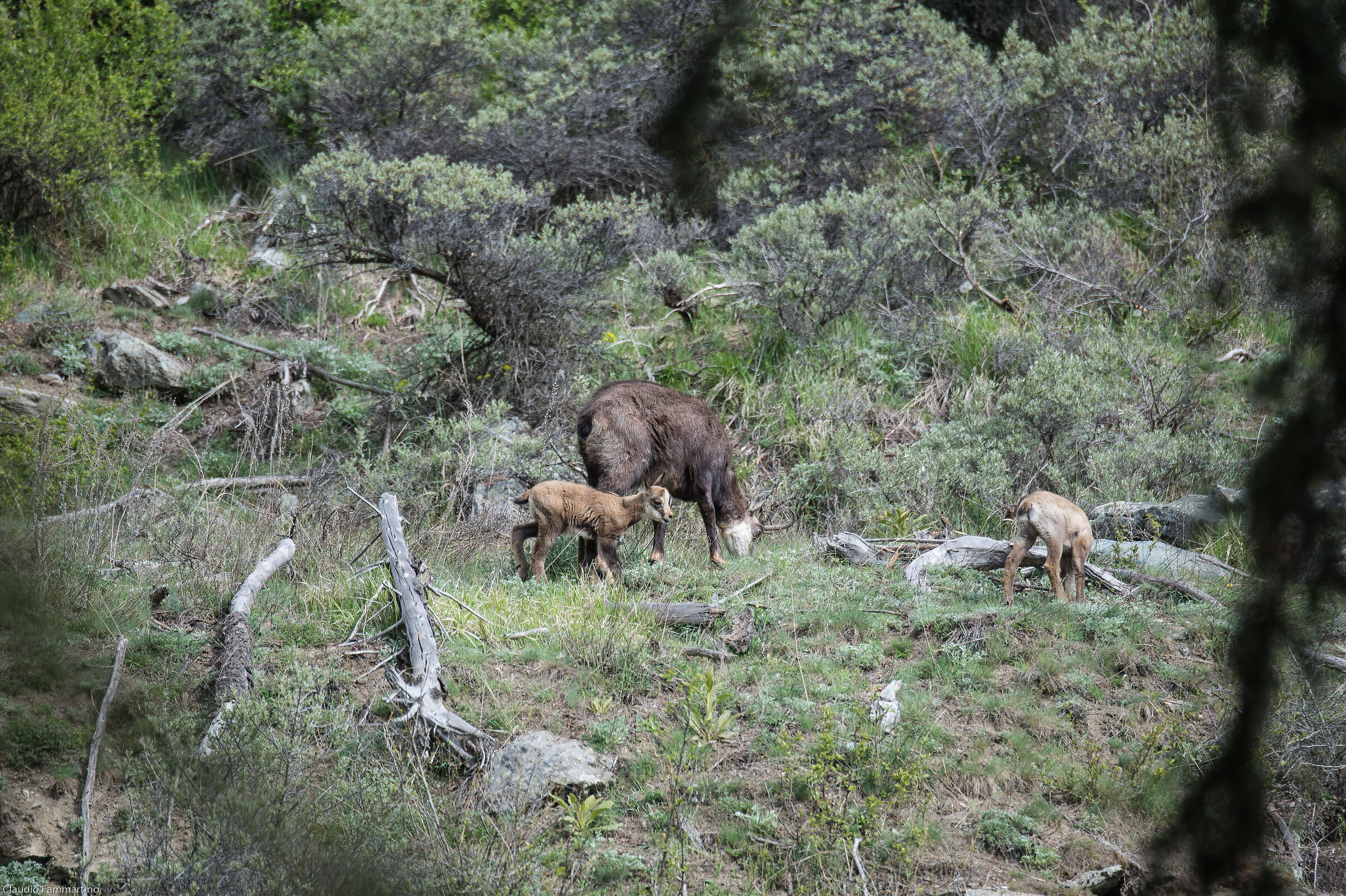 Female suede with goats