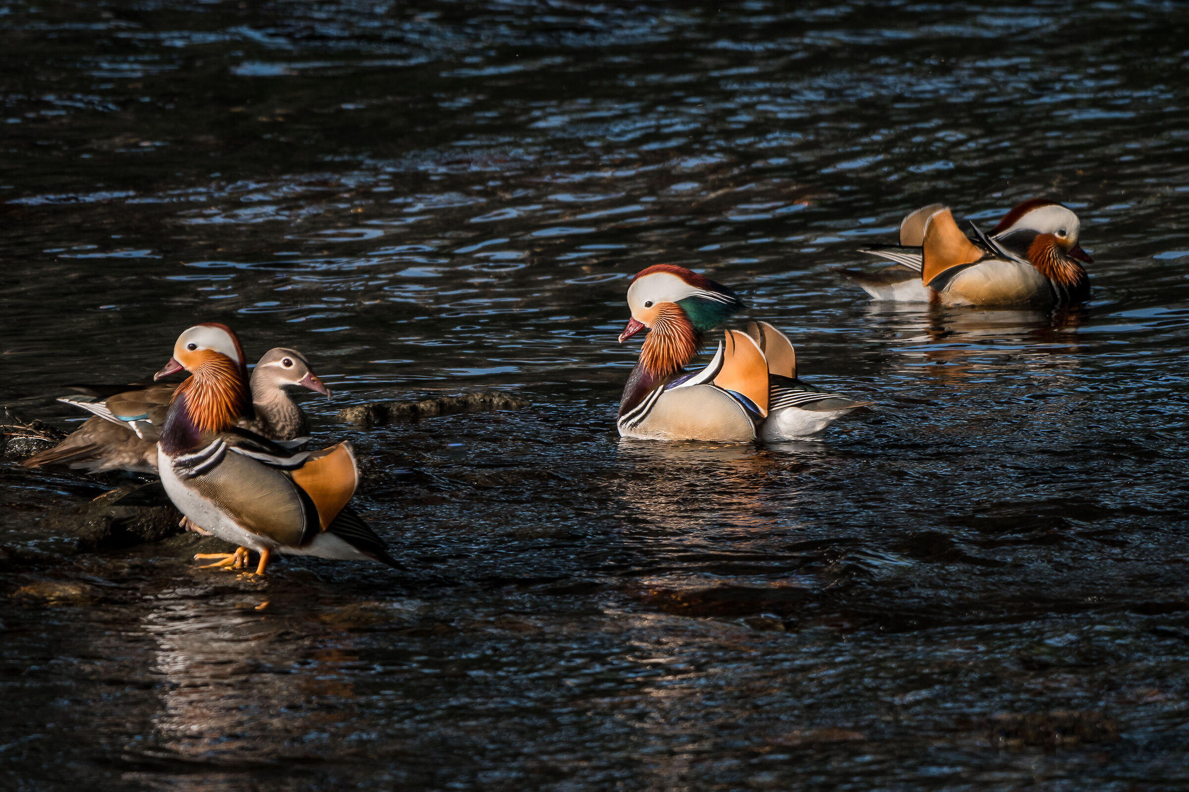 the difficult choice.....