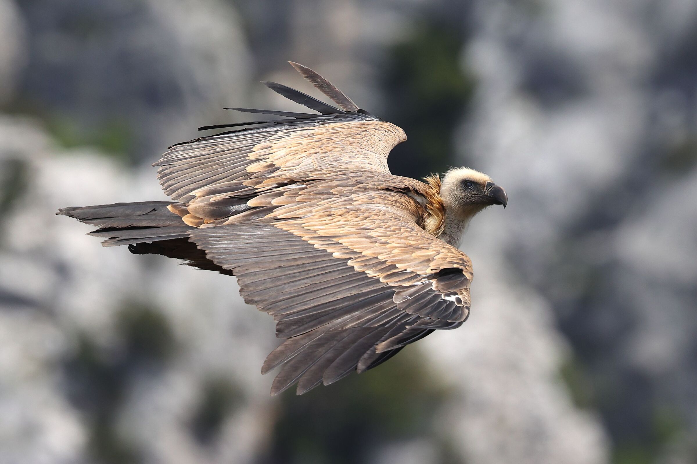 Griffin in Verdon