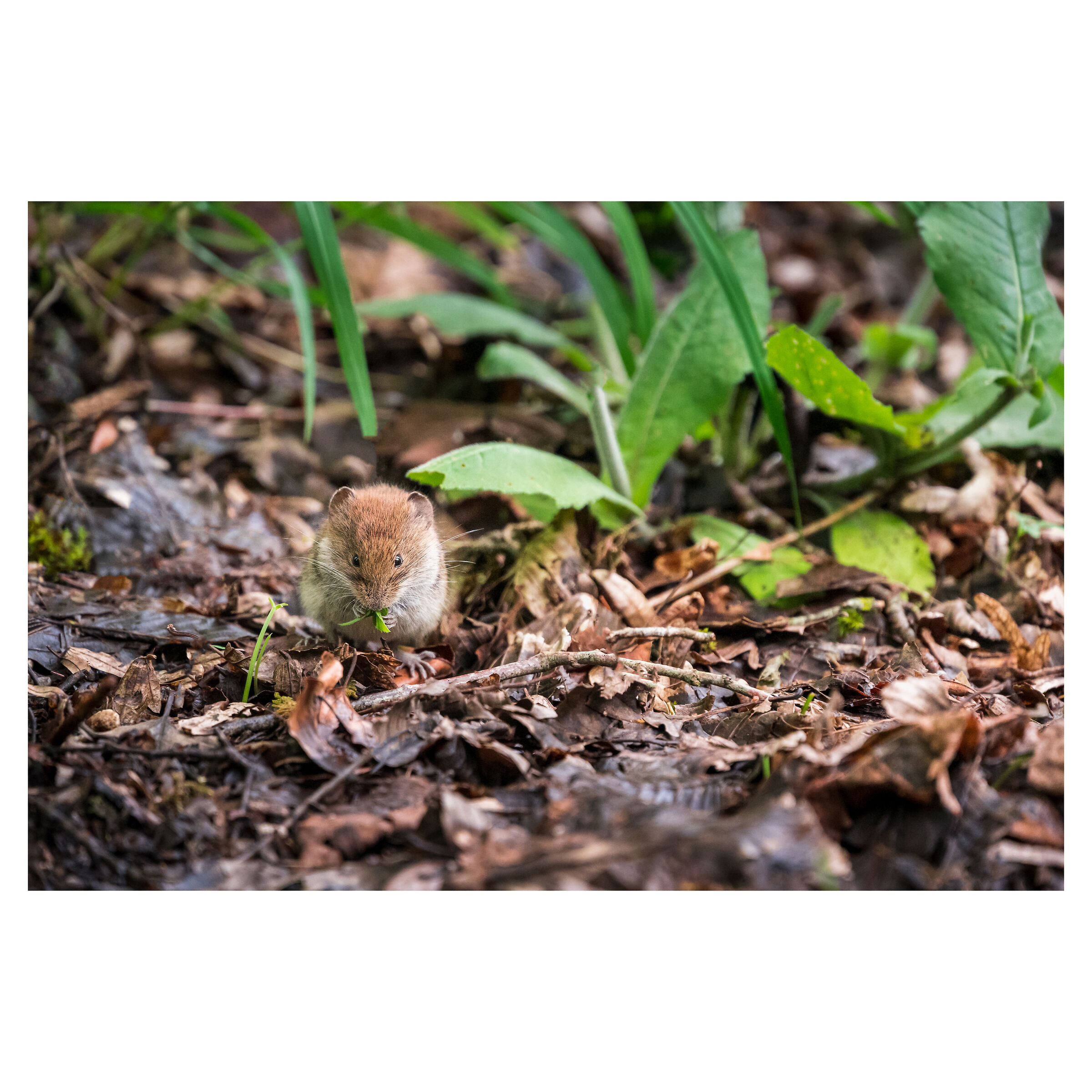 Arvicola - lago di Barcis