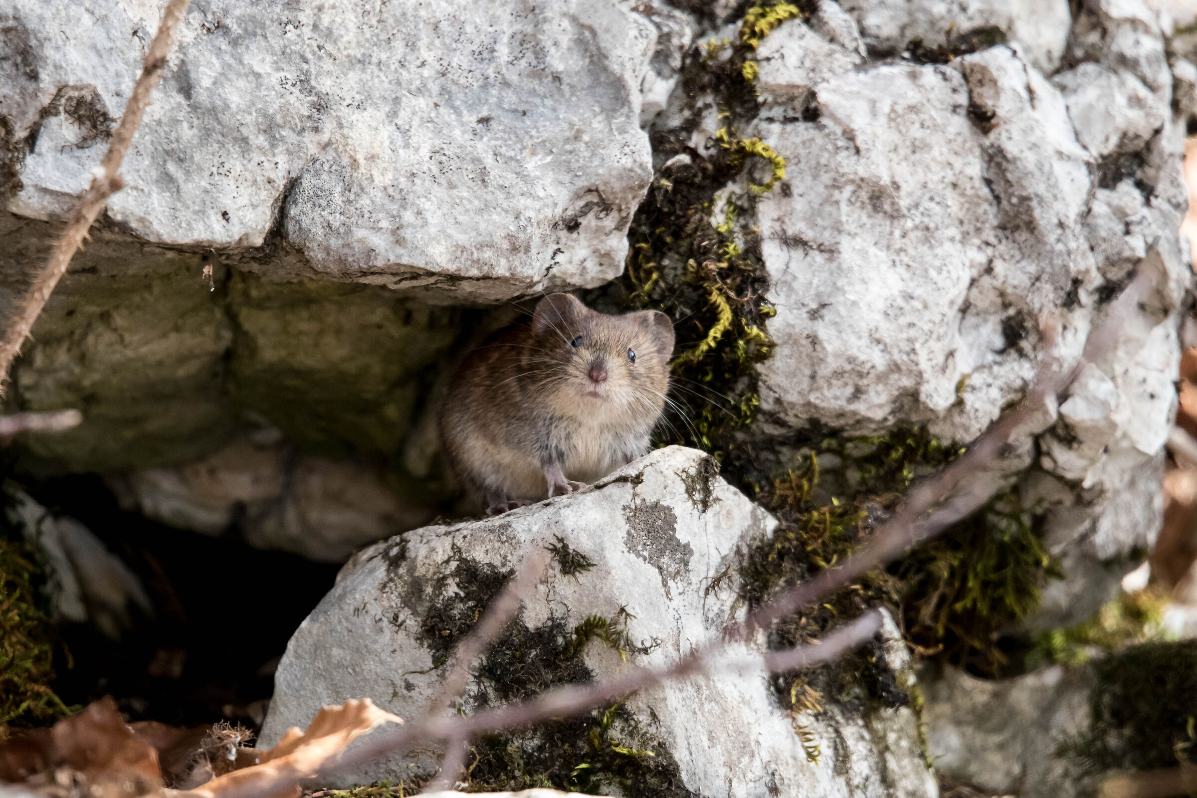 vole