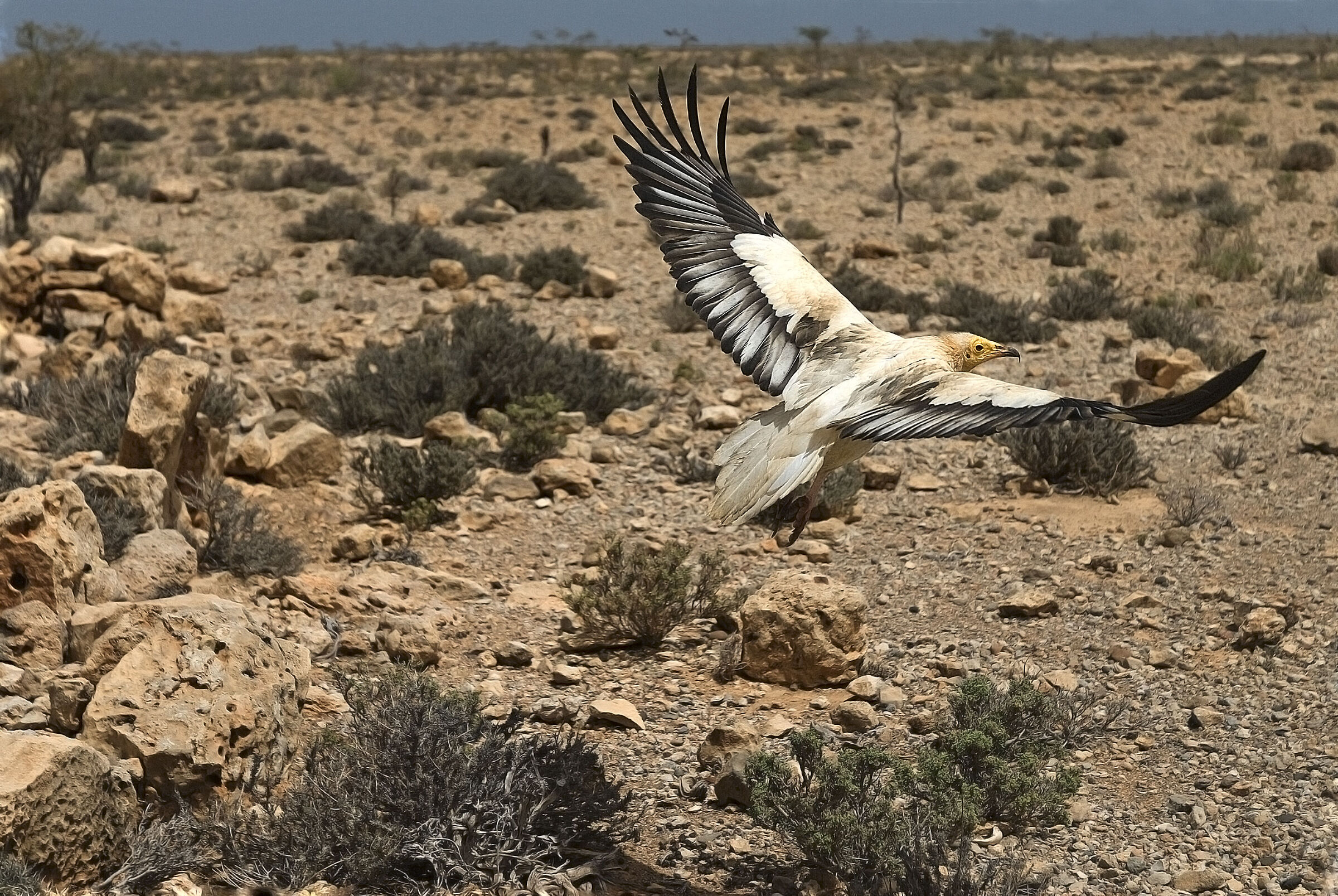Socotra capovaccaio -