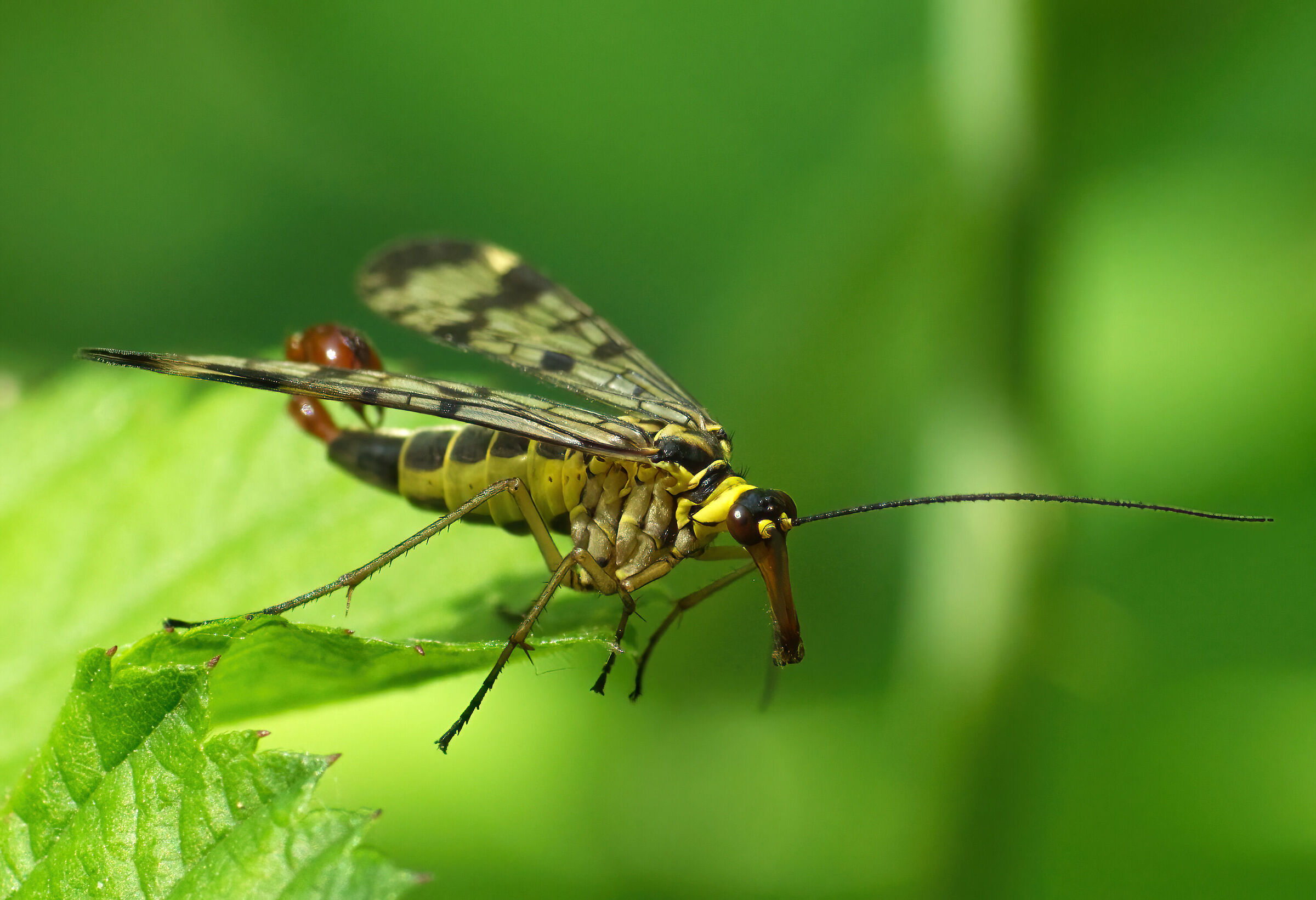 Lo stacco ( Panorpa communis - Mosca scorpione)