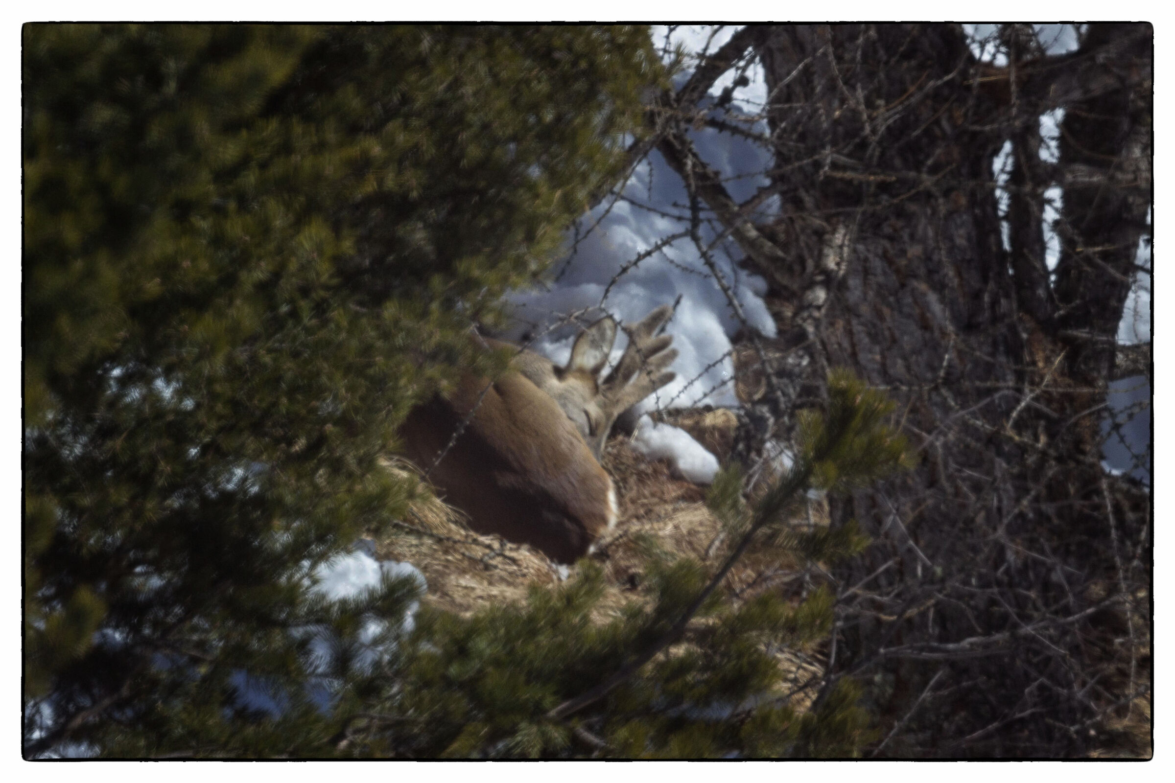 Capriolo Ninna Nanna