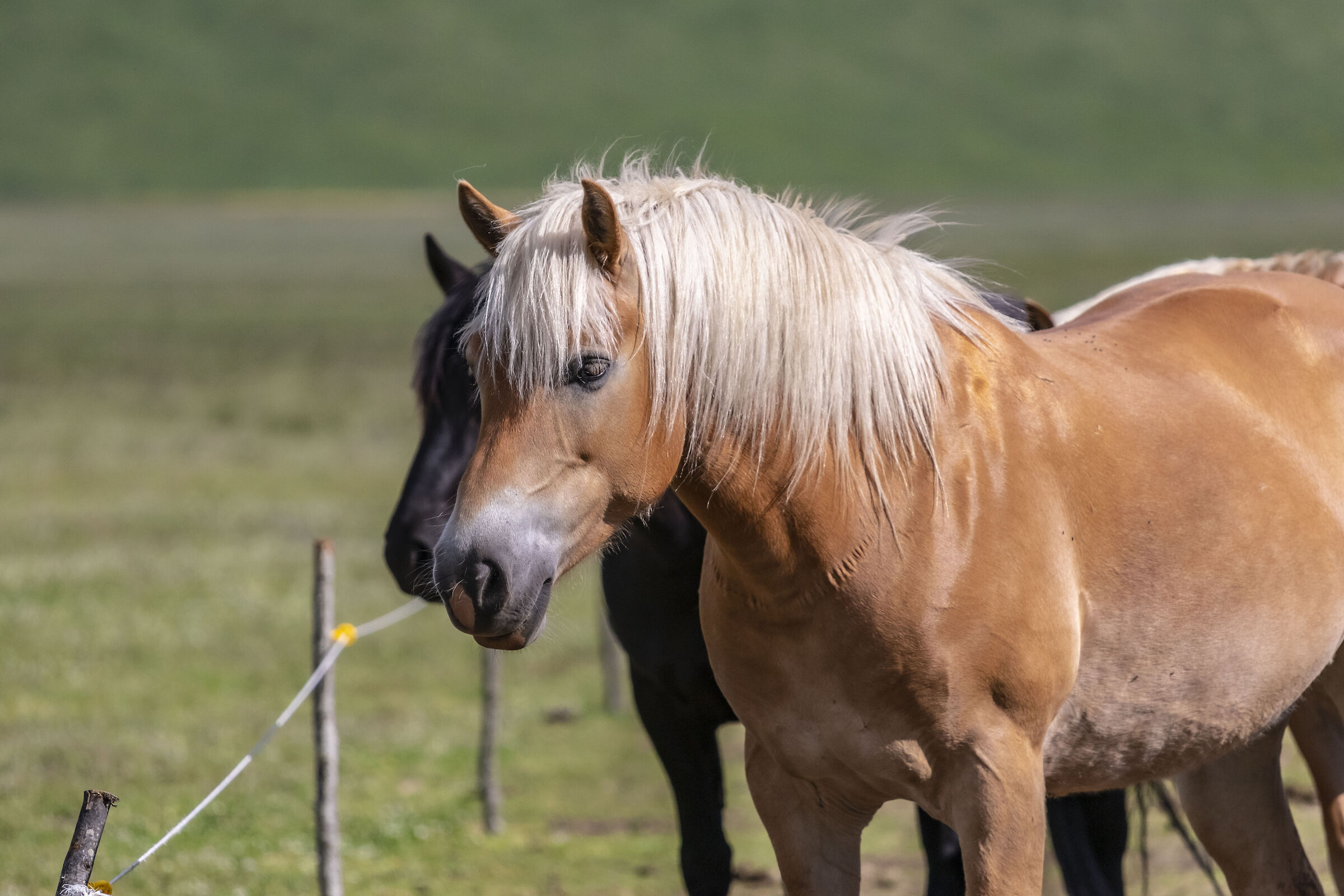 The Horses of Castelluccio