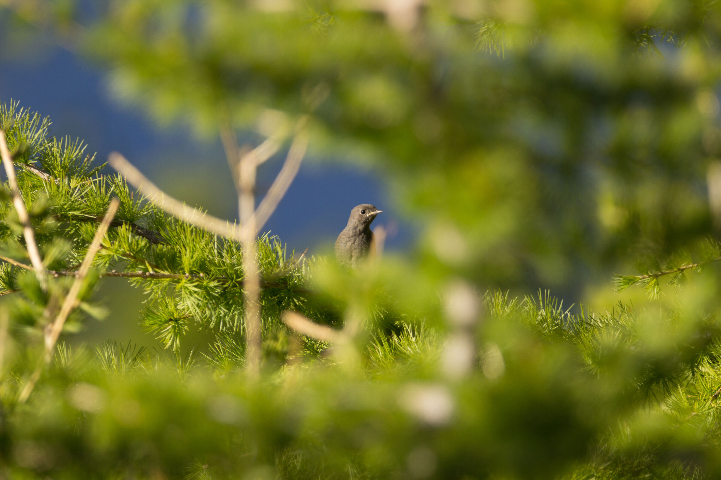 Codirosso spazzacamino