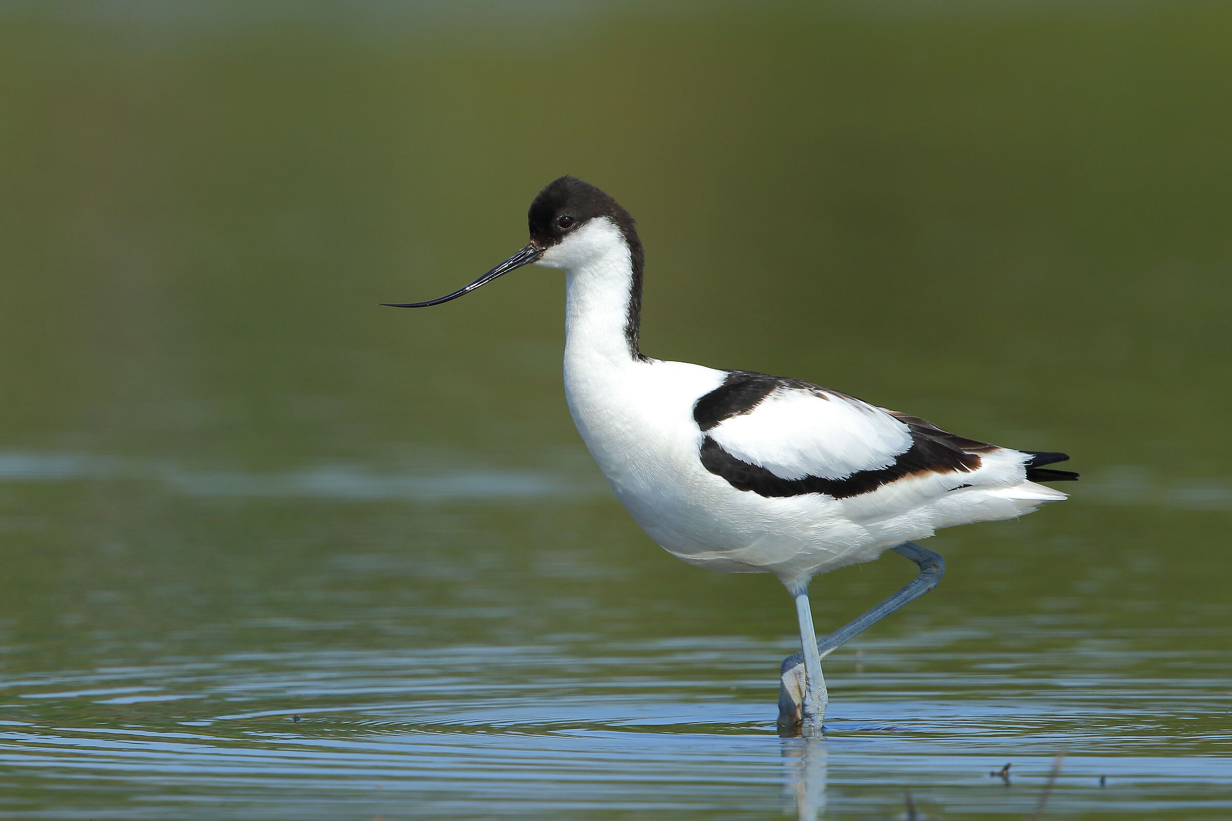 avocet
