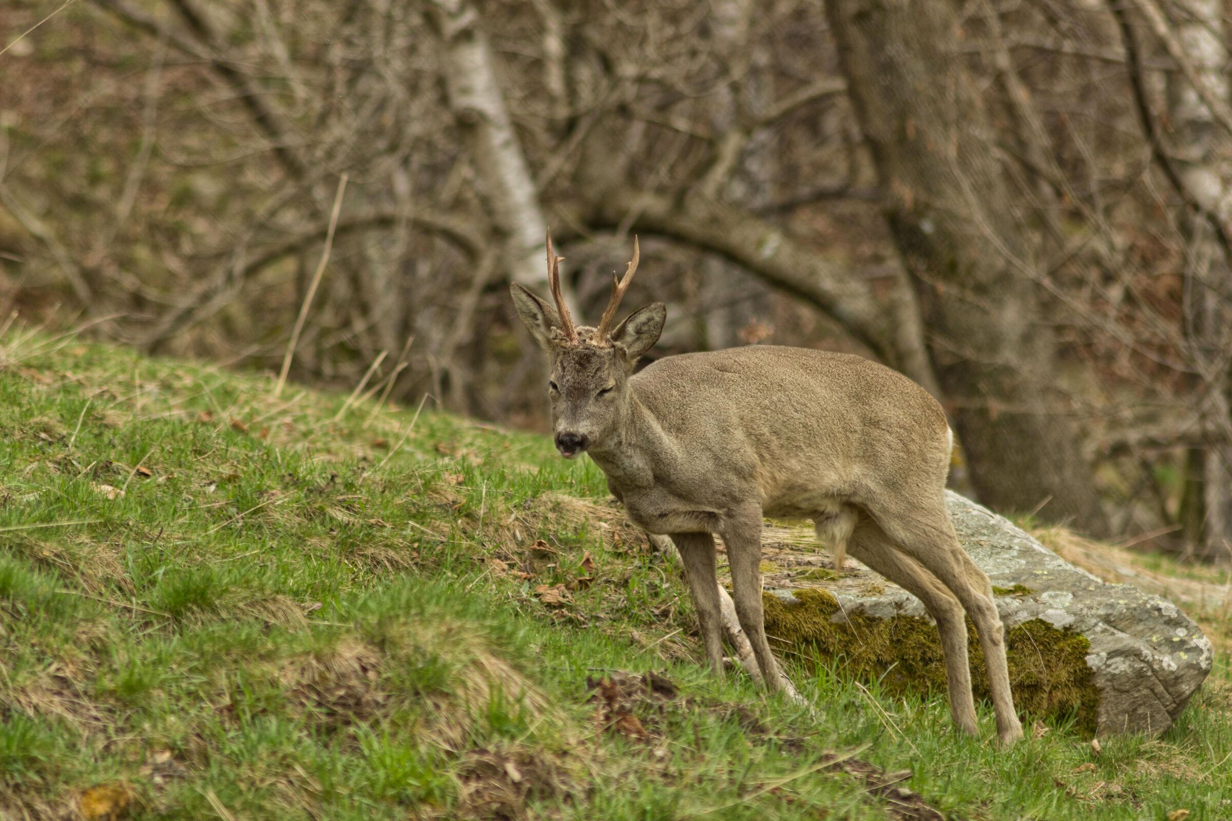 Capriolo in avvicinamento