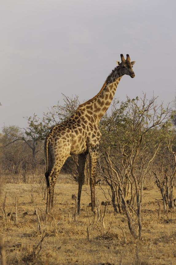 Giraffa - Giraffa camelopardalis Foto AOK n. 5437