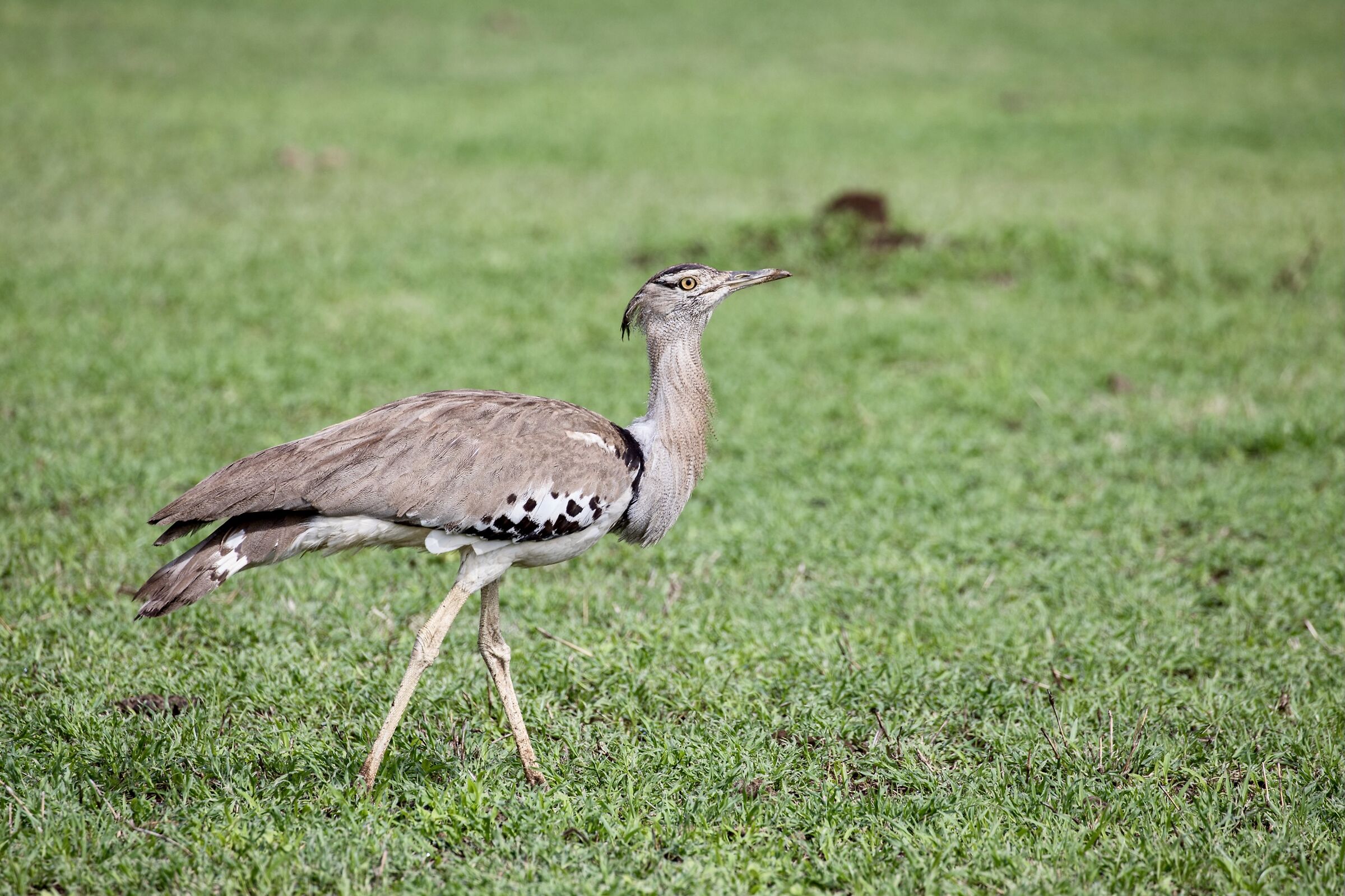 Kori bustard - Kori's Bustard