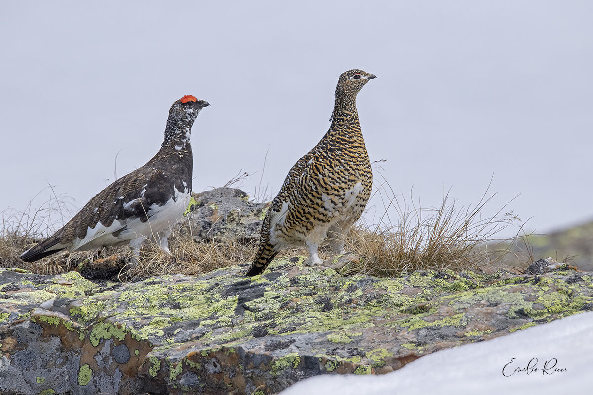 White partridges