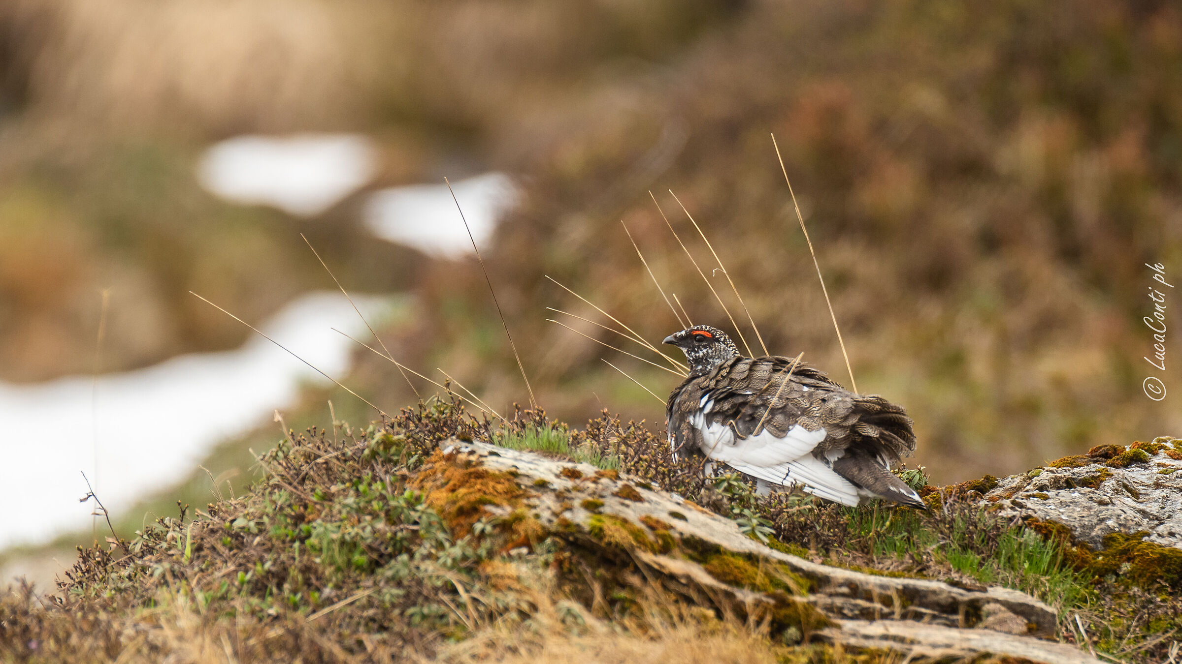 Pernice Bianca , Alpi Svizzere