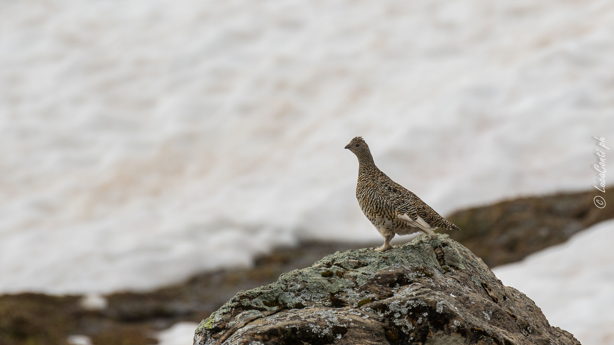 Pernice Bianca , Alpi Svizzere