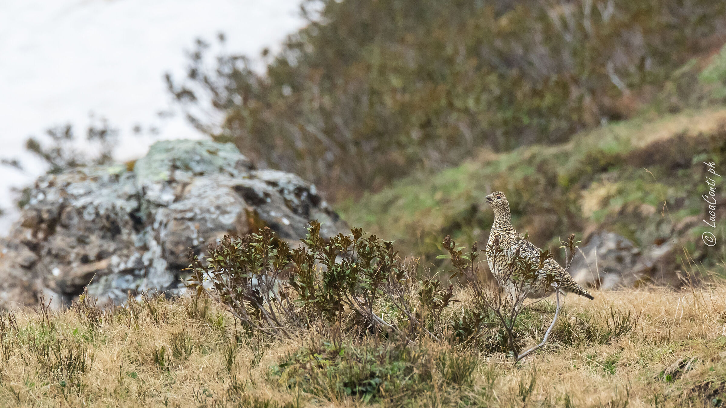 Pernice Bianca , Alpi Svizzere
