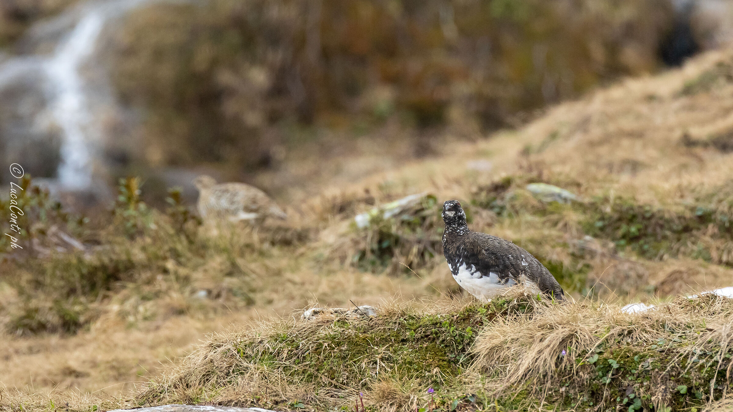 Coppia di Pernici Bianche, Alpi Svizzere