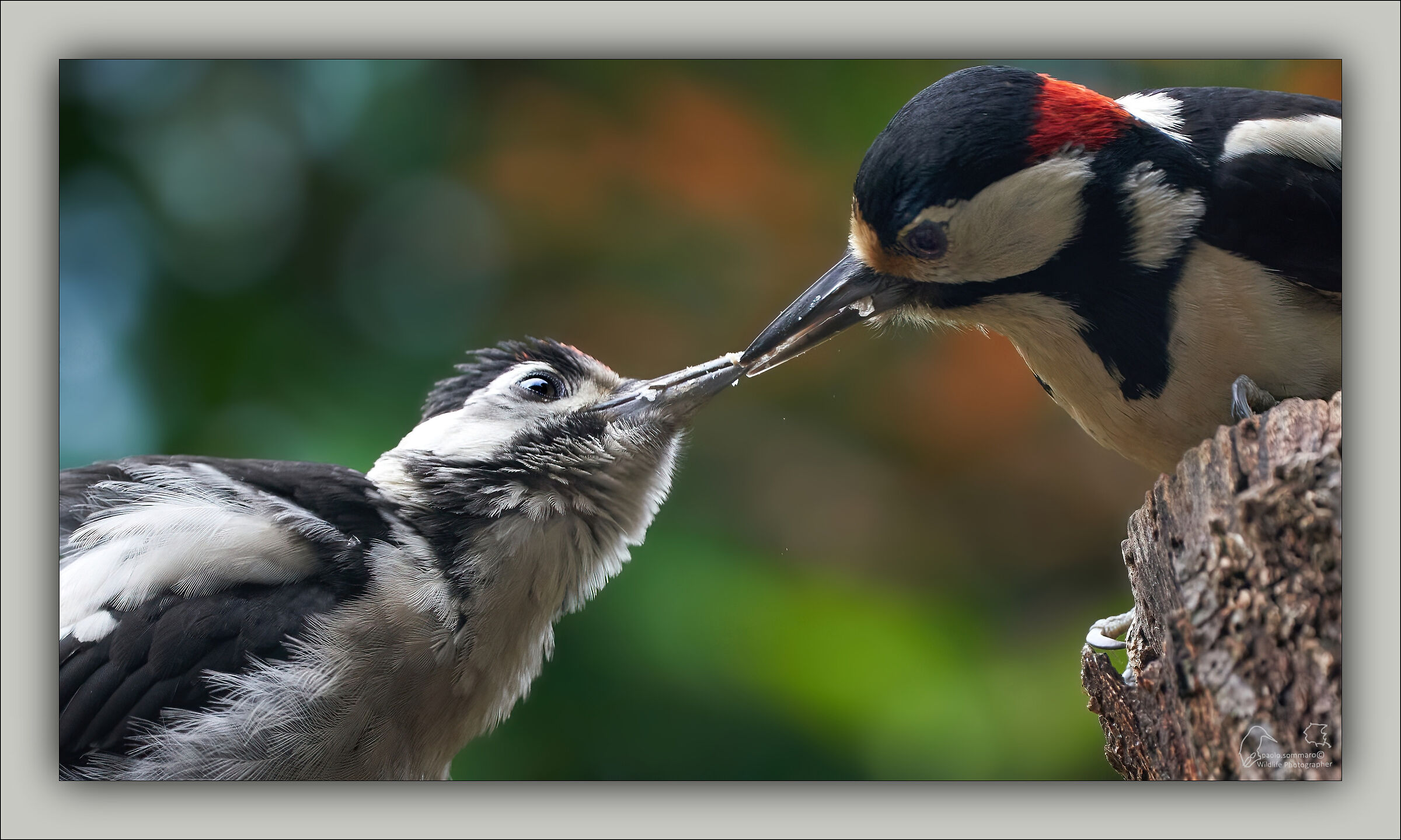 Major red woodpecker
