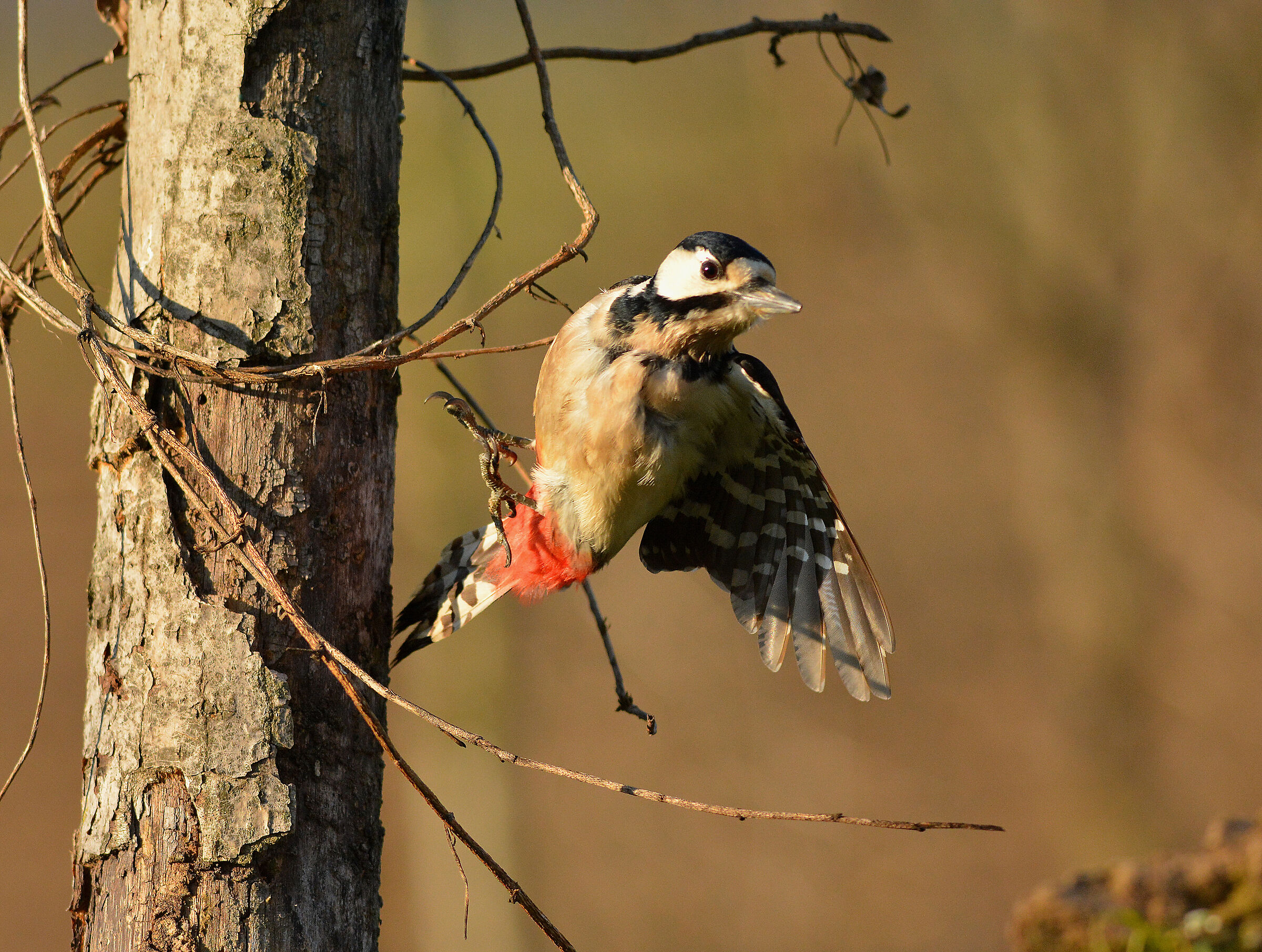 Major red woodpecker