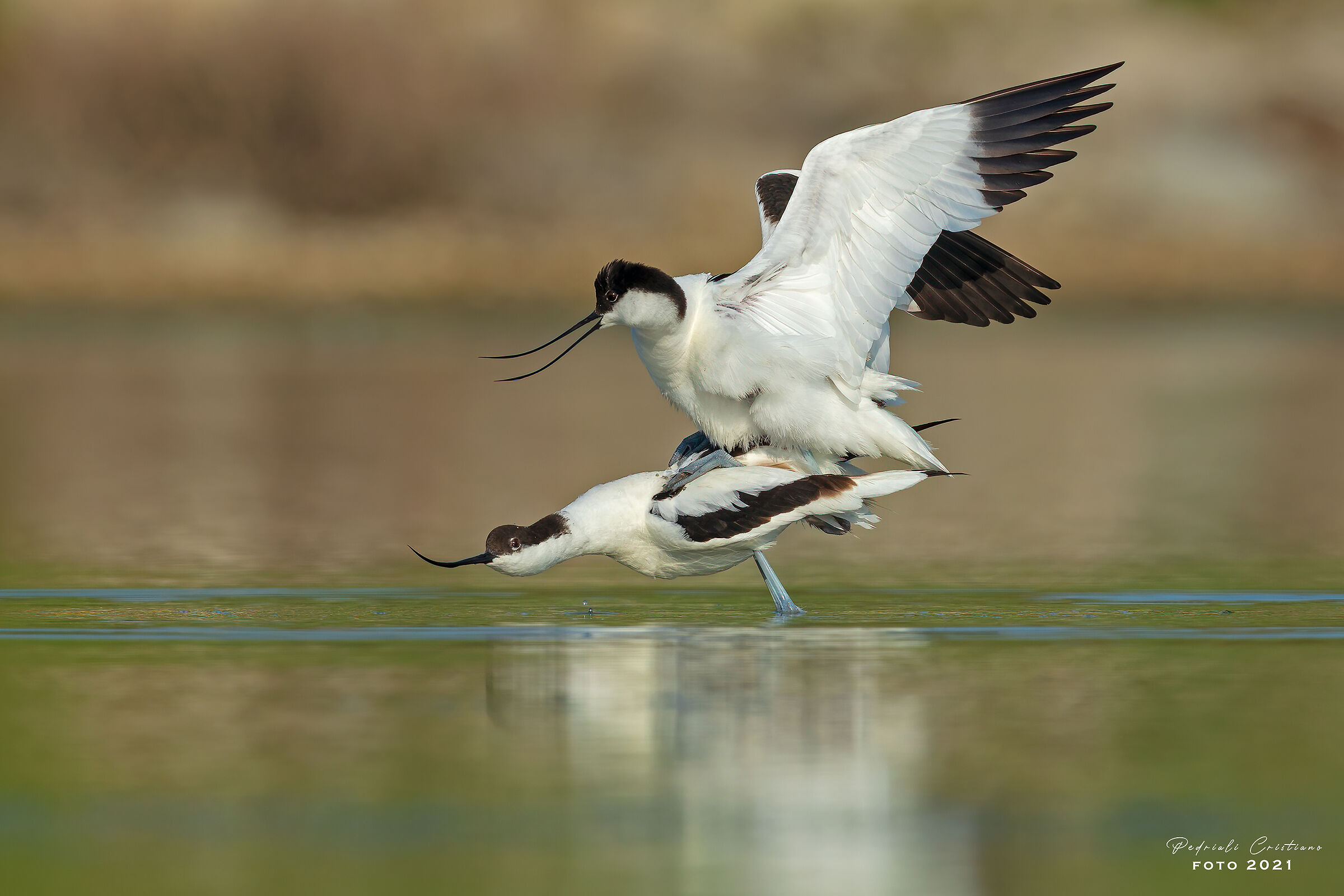 Avocets
