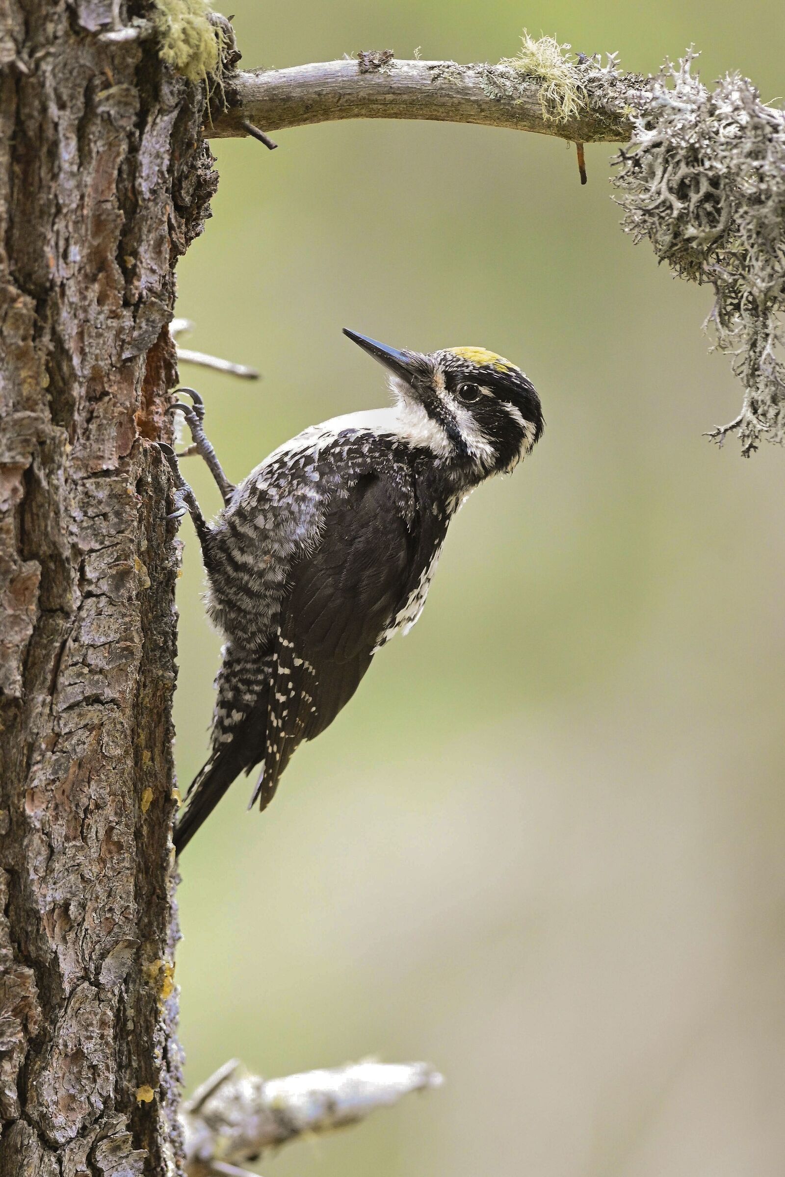 Picchio tridattilo maschio