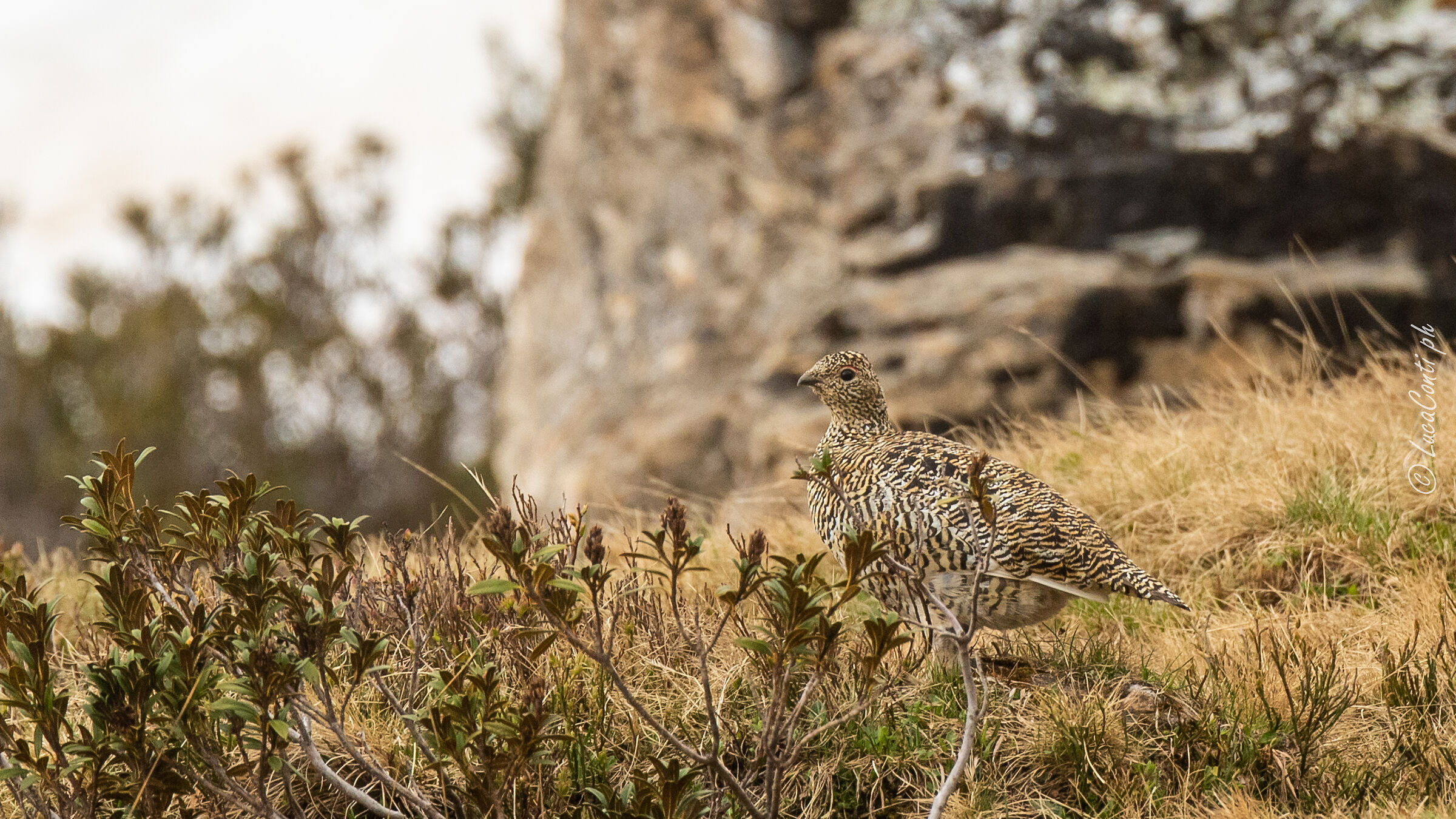 Pernice Bianca , Alpi Svizzere