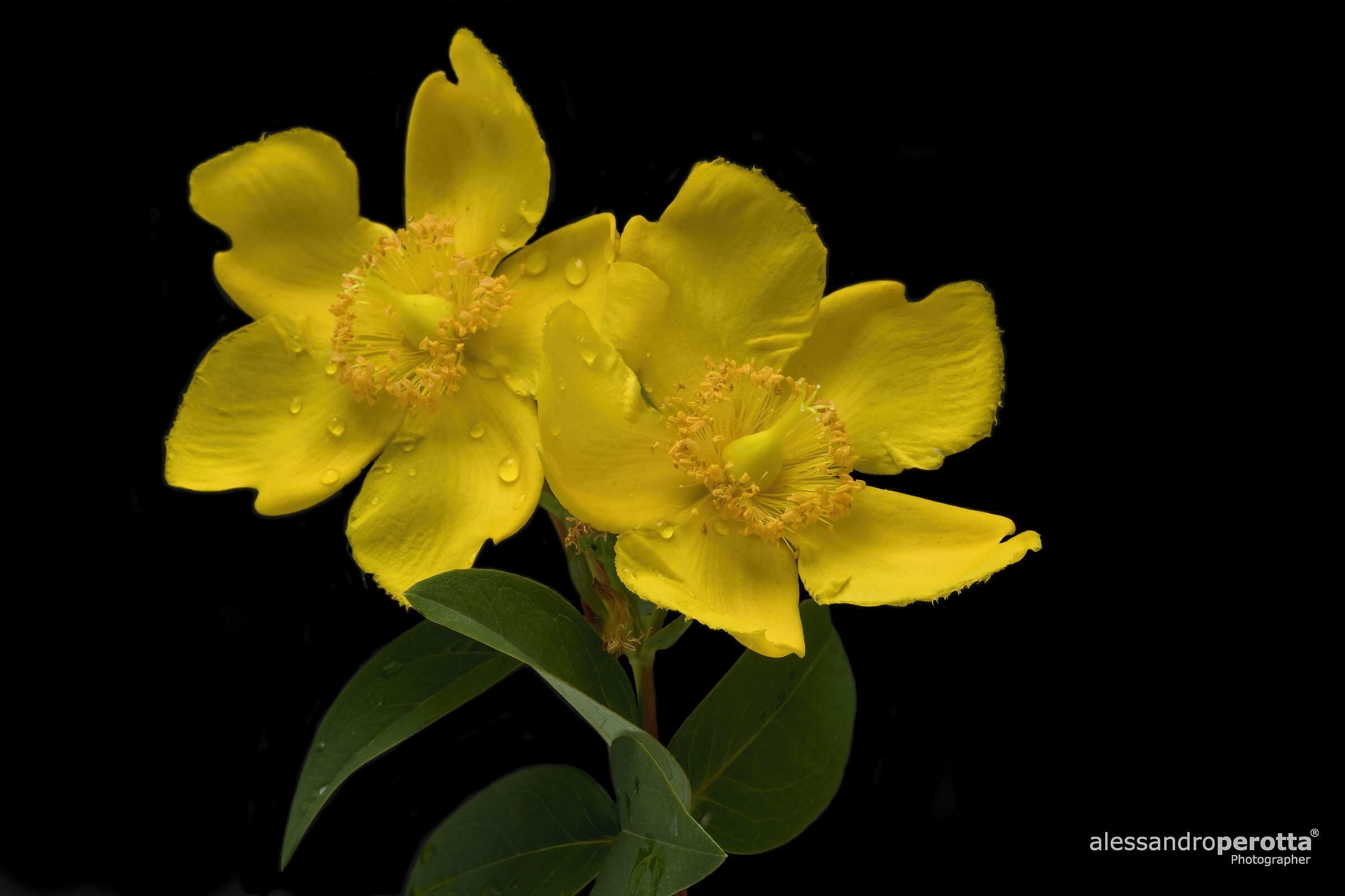 Hypericum calycinum