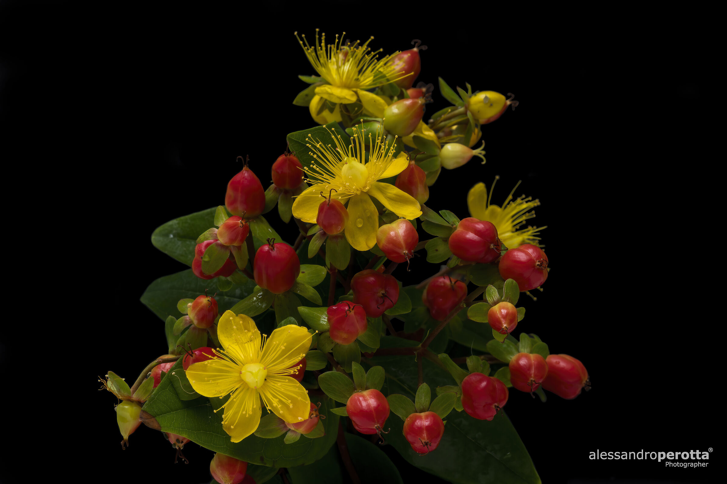 Hypericum perforatum