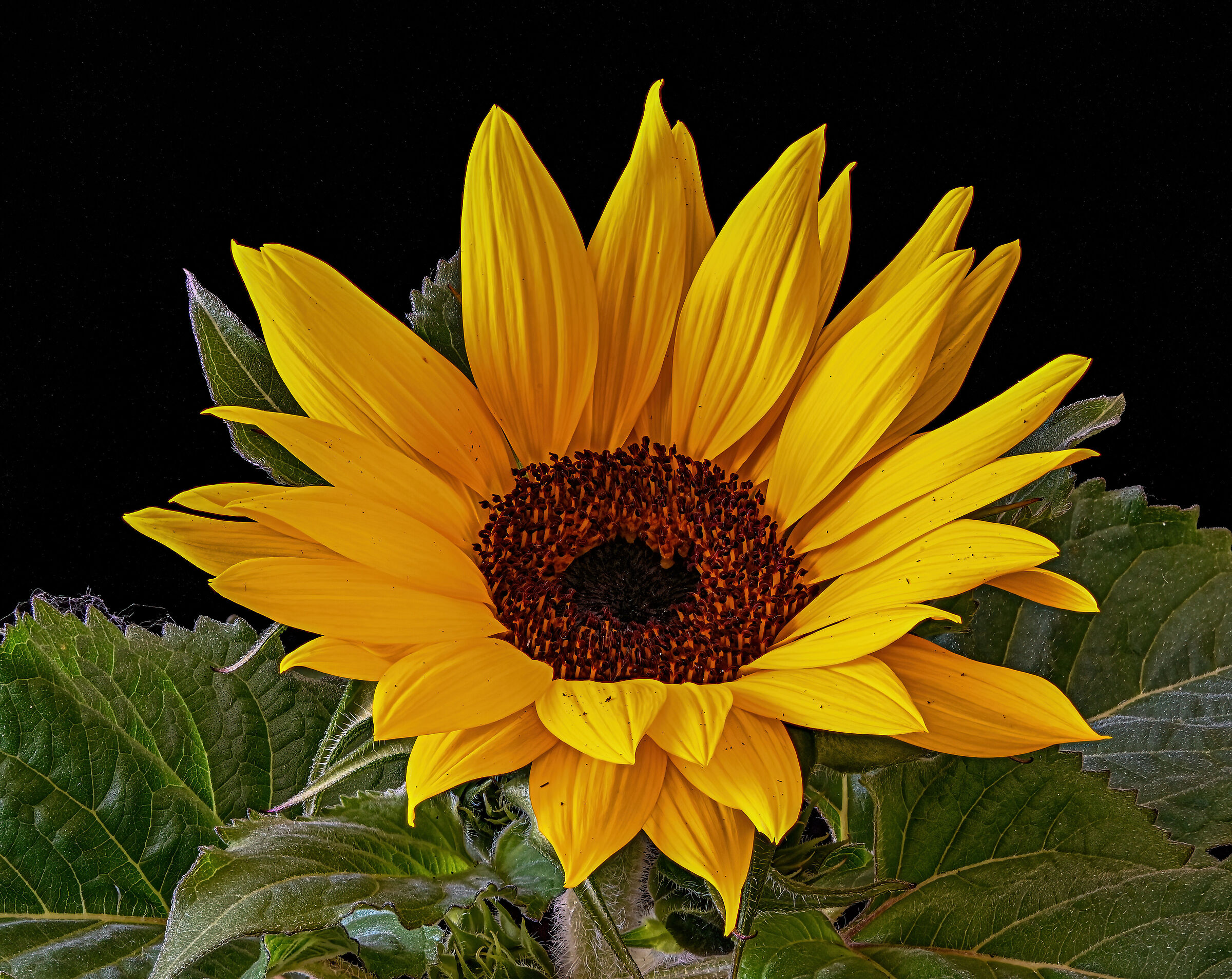 Dwarf sunflower