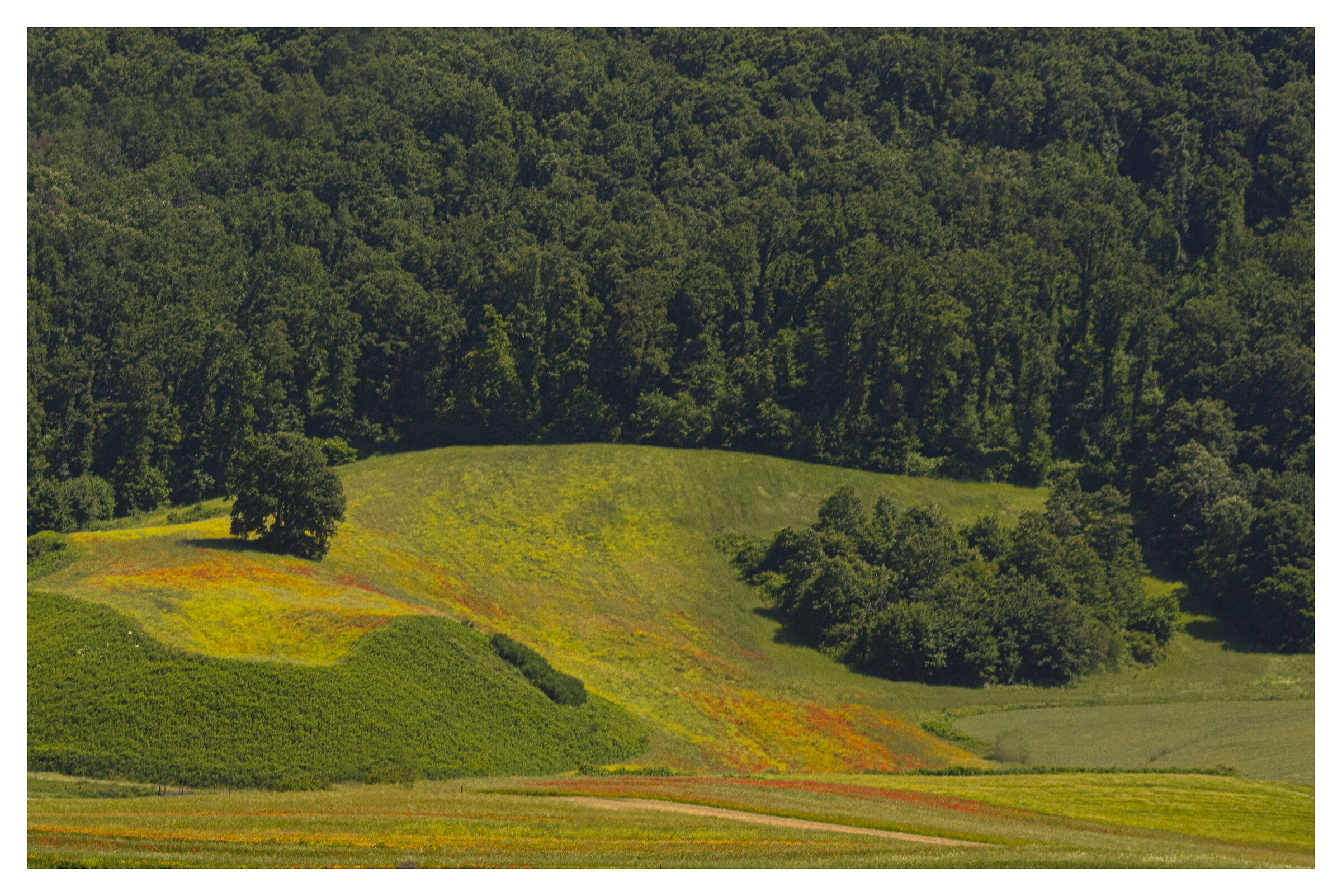 Hills of the Lepini Mountains