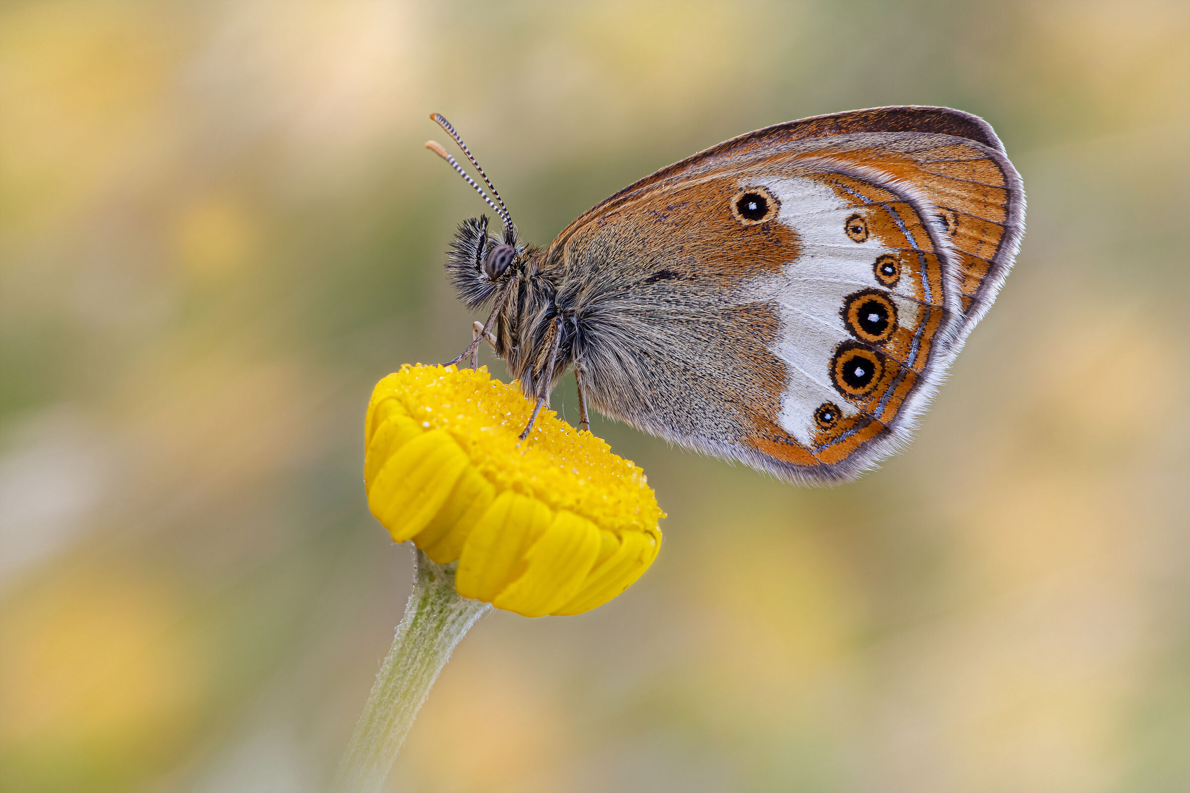 Coenonympha arcania (Linnaeus, 1761)