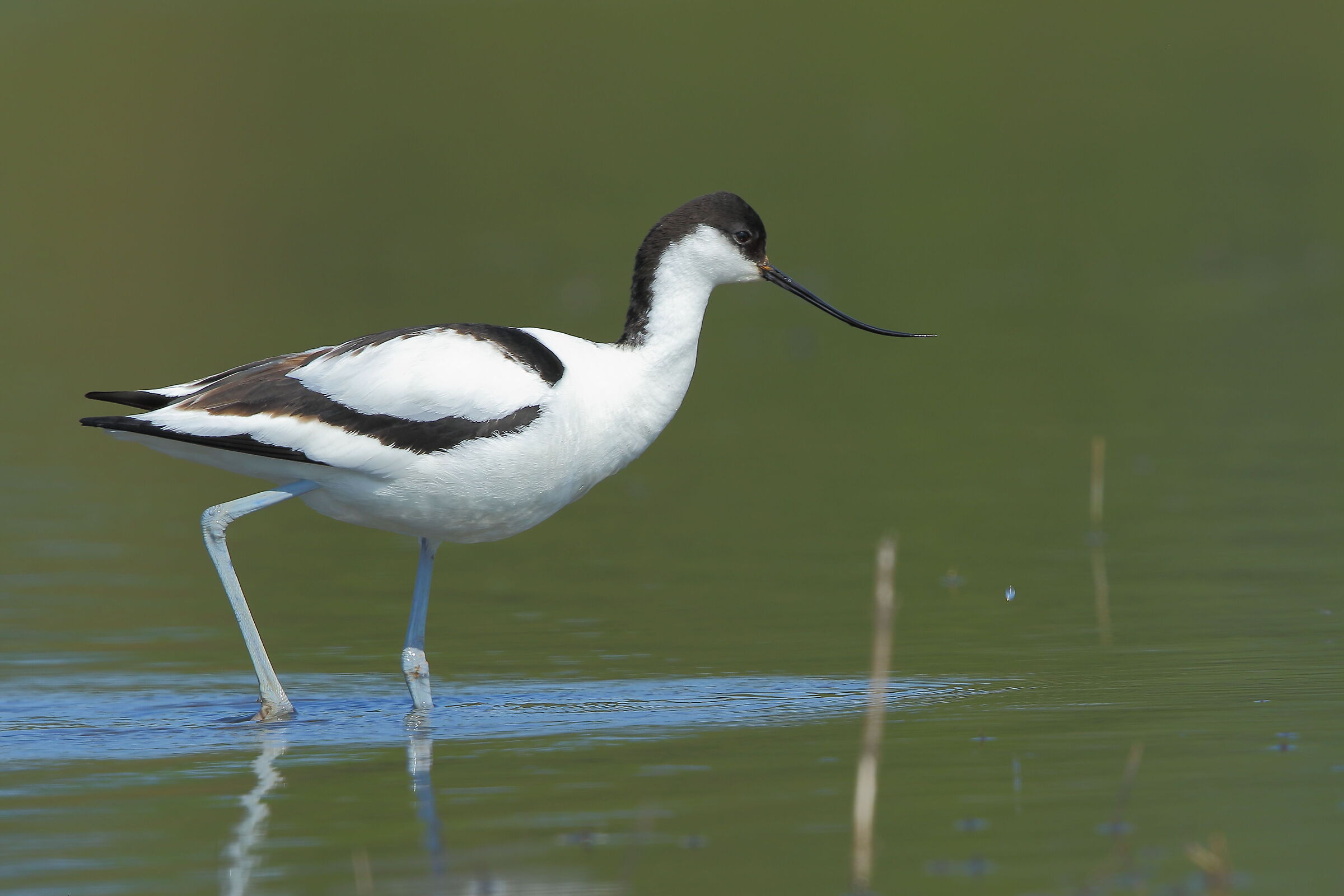 avocet
