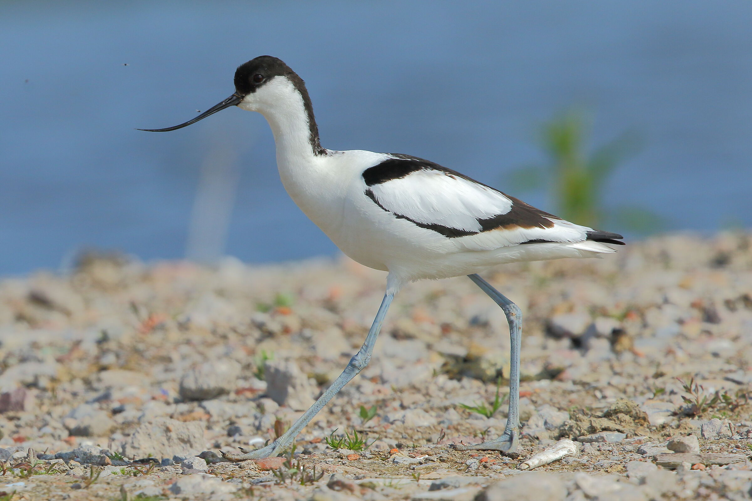 Avocetta