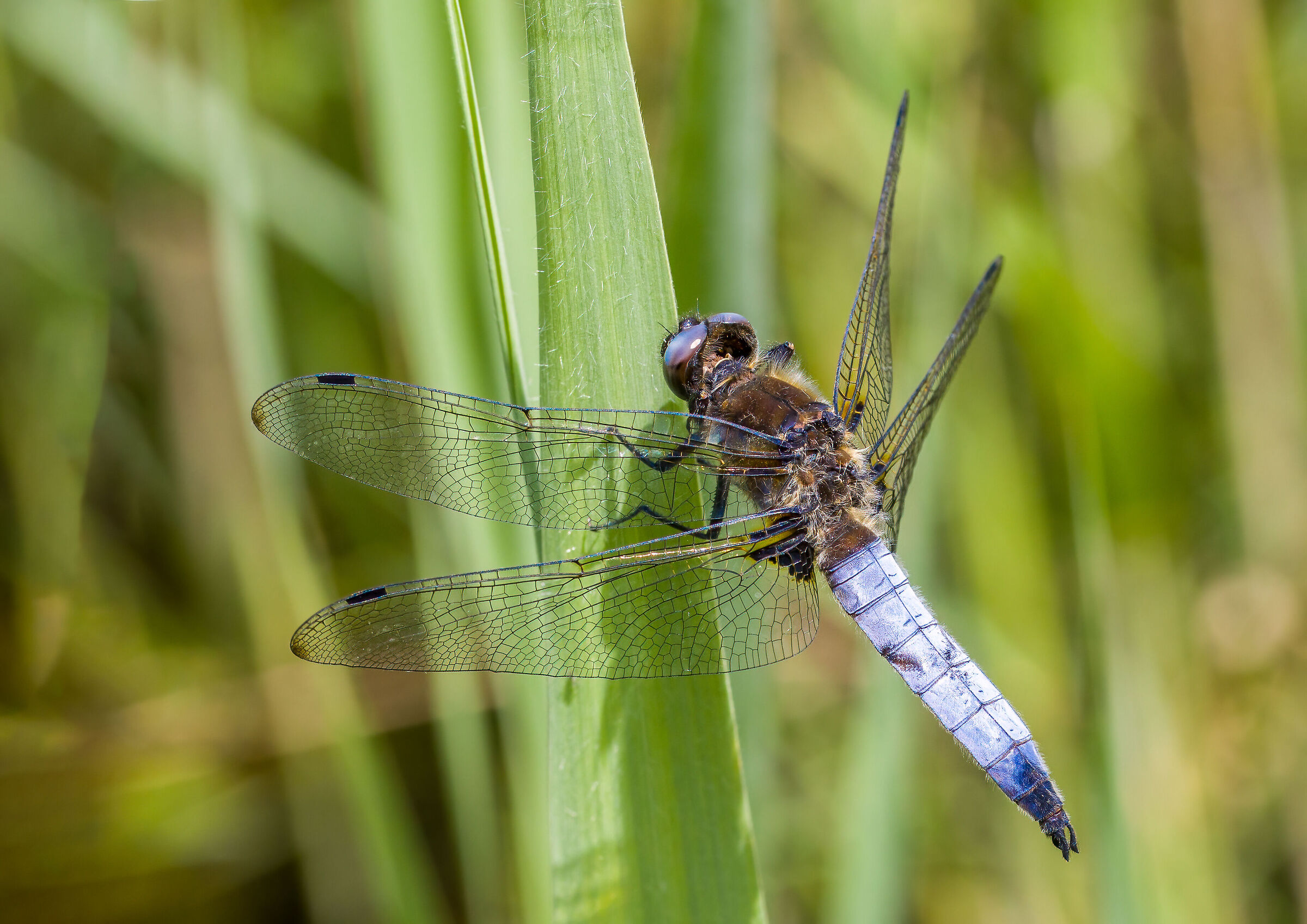 Libellula fulva