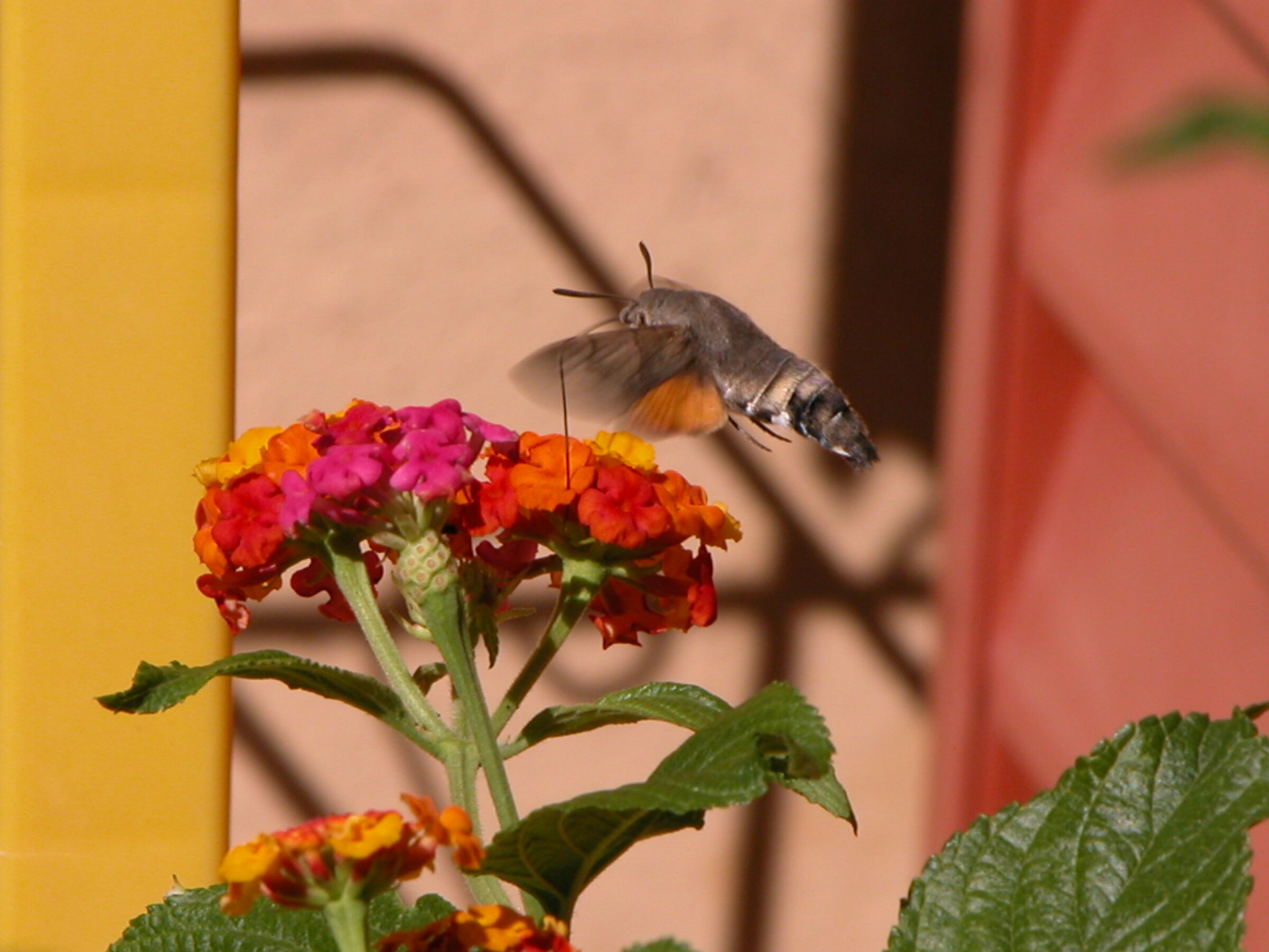 Macroglossu Stellarum