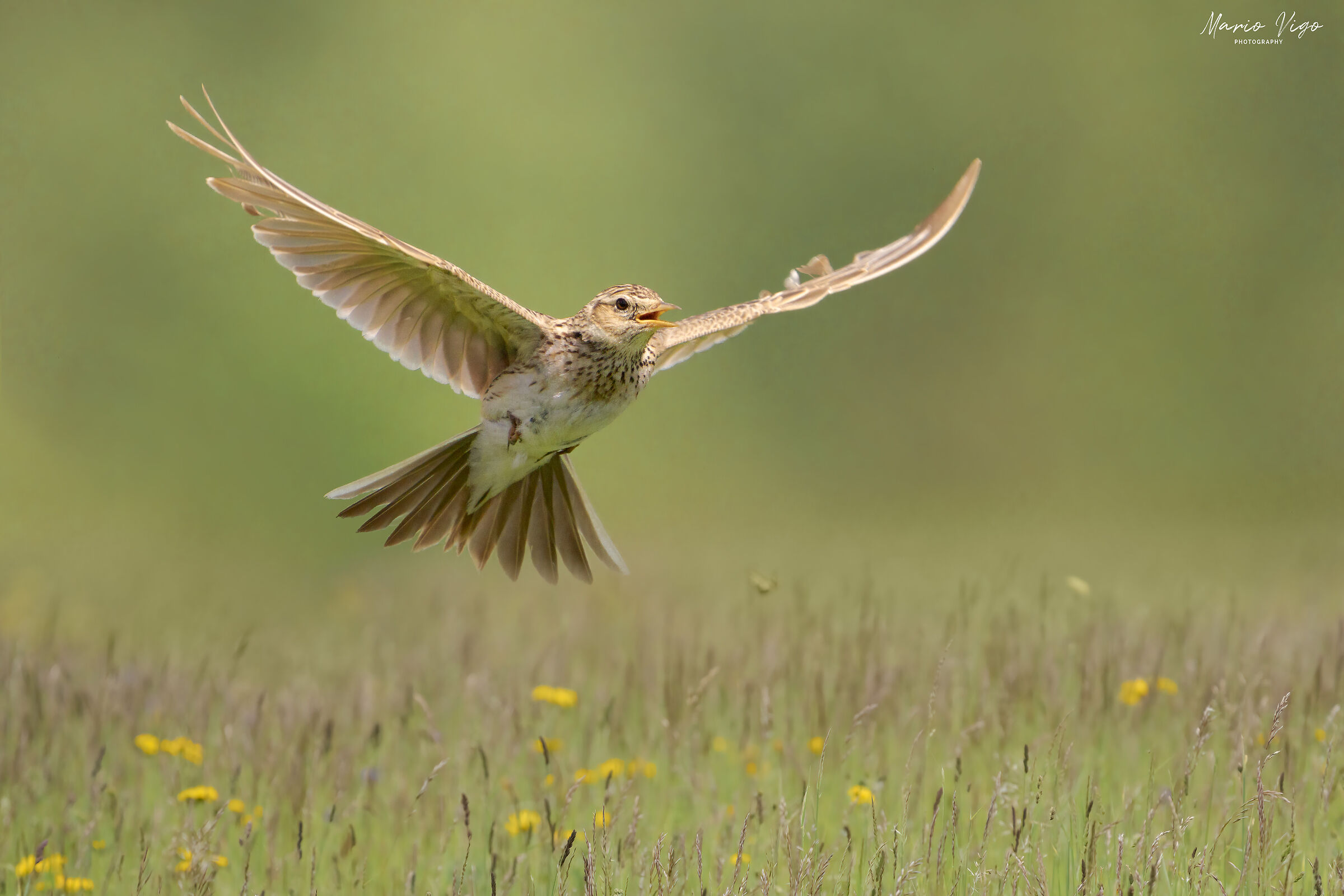 Il volo dell'allodola